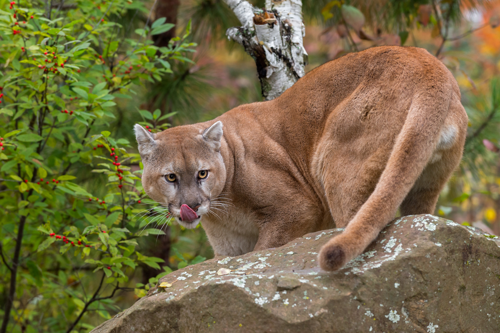 Cougars Are Killing Wolves in Washington State | Outdoor Life