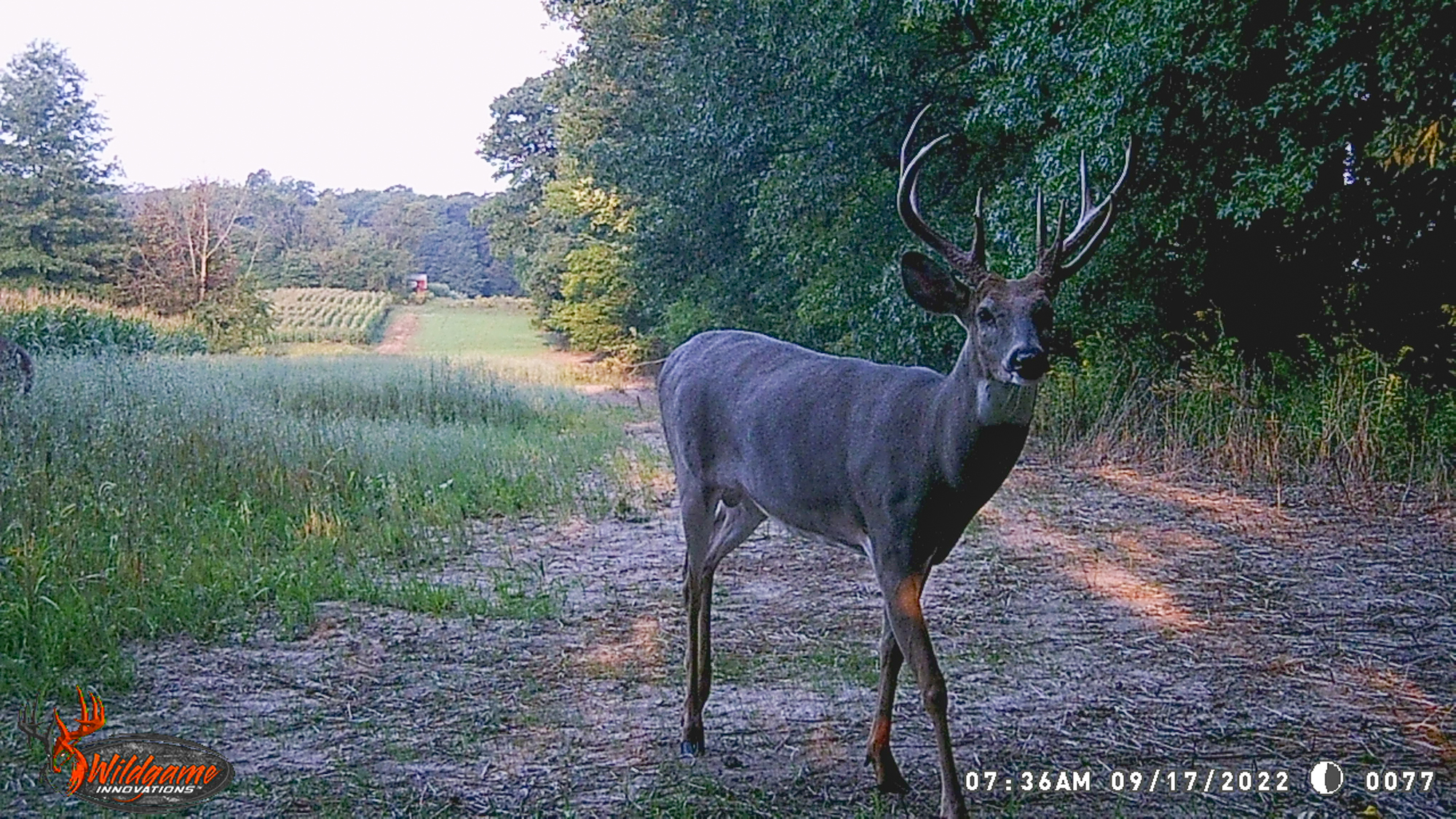 A trail camera photo of a buck with an unusual double left main beam.