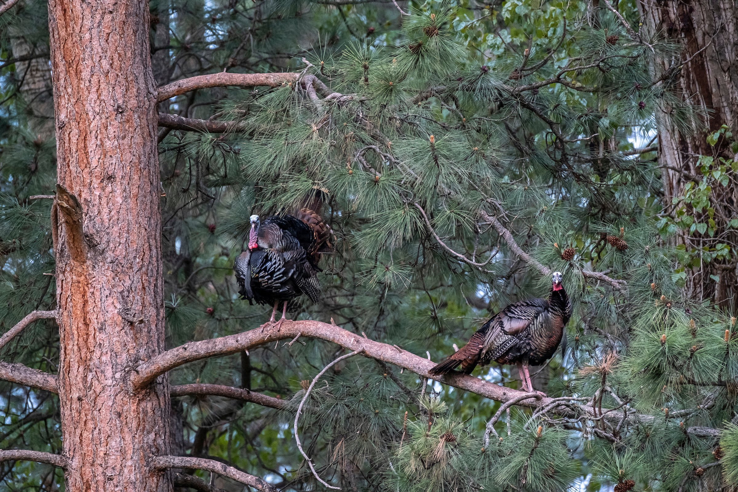 Wild turkeys in a roost in Montana.