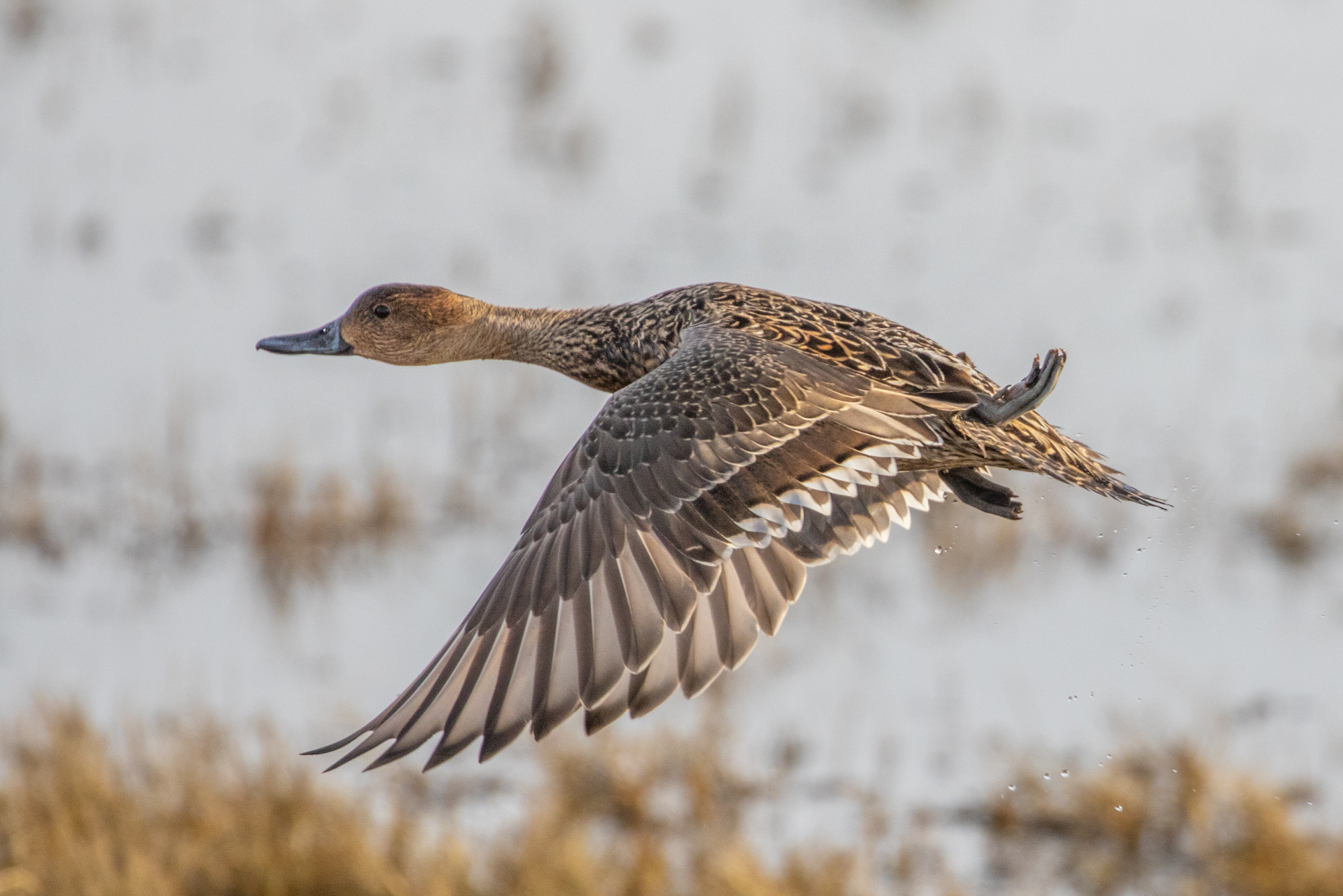pintail flew to russia 1