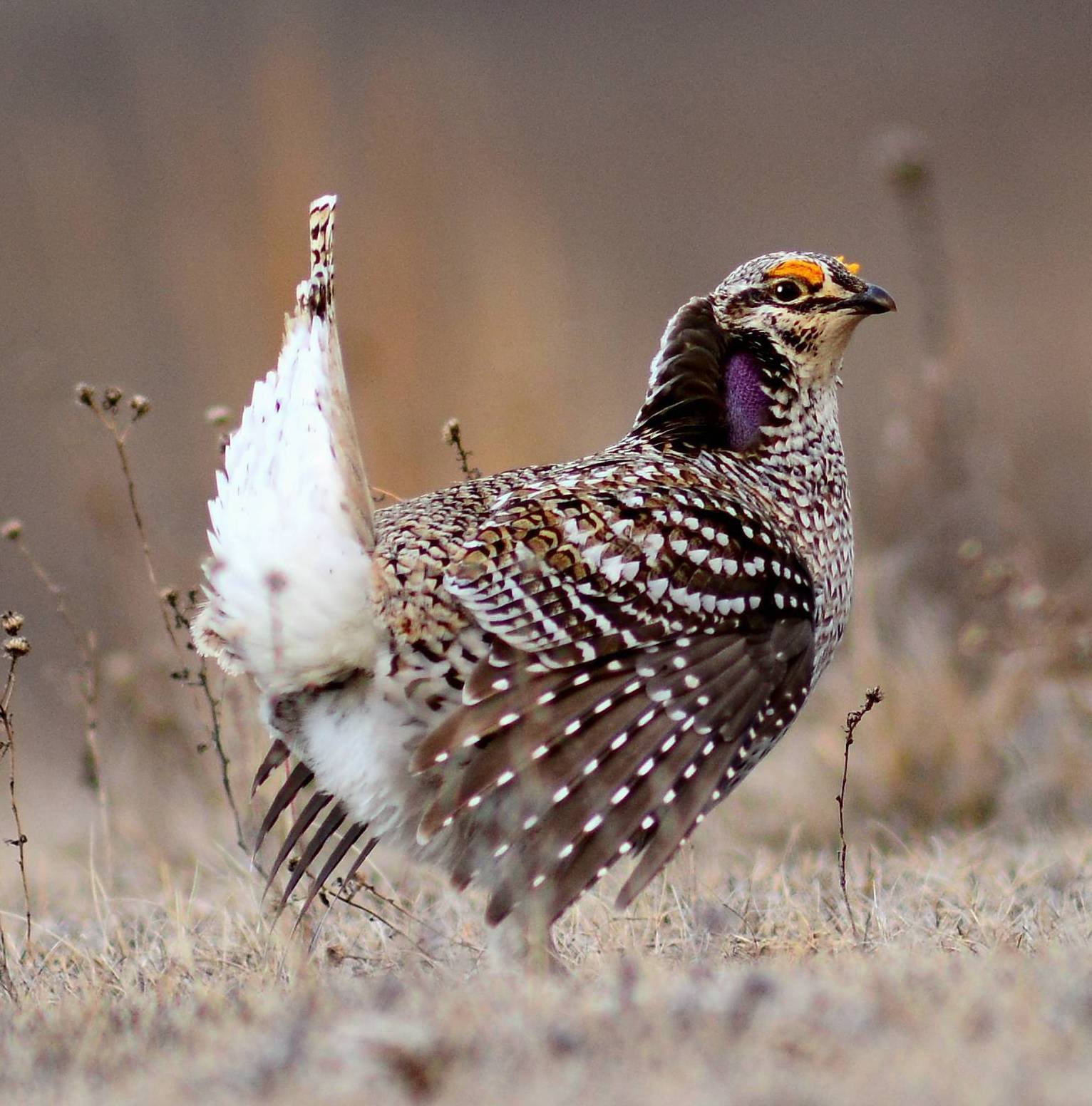 sharptail grouse