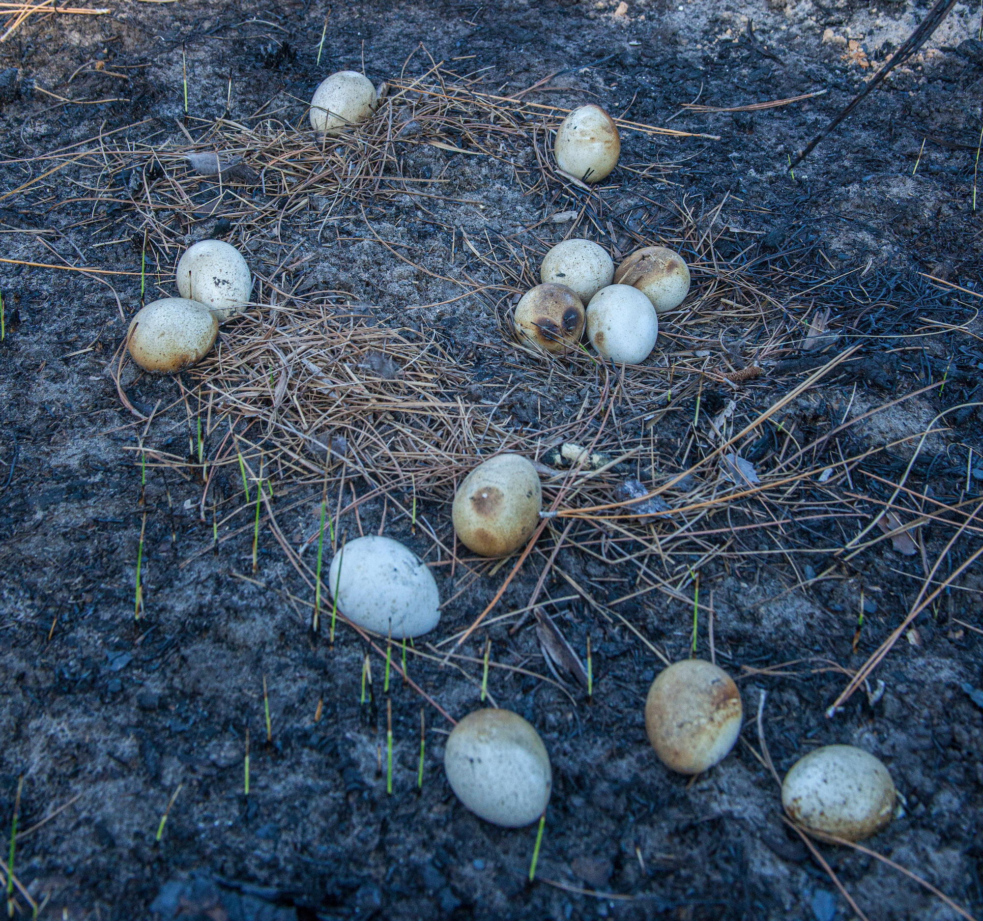Turkey eggs destroyed by a wilfired
