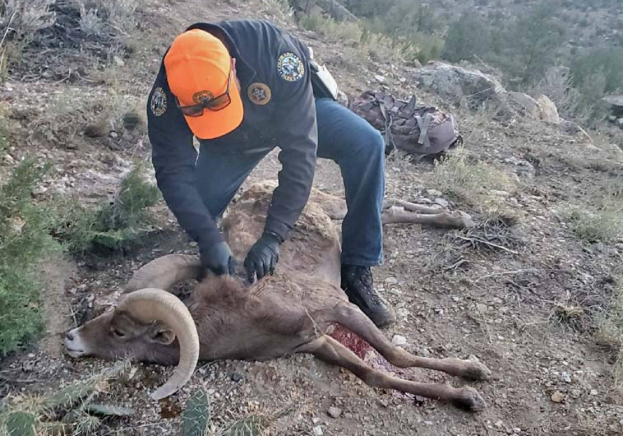 A bighorn sheep was poached in western Colorado on Oct. 31.