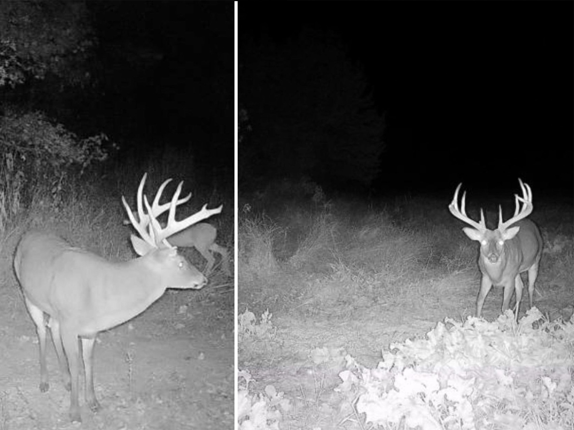 bowhunter arrows biggest buck falls from stand