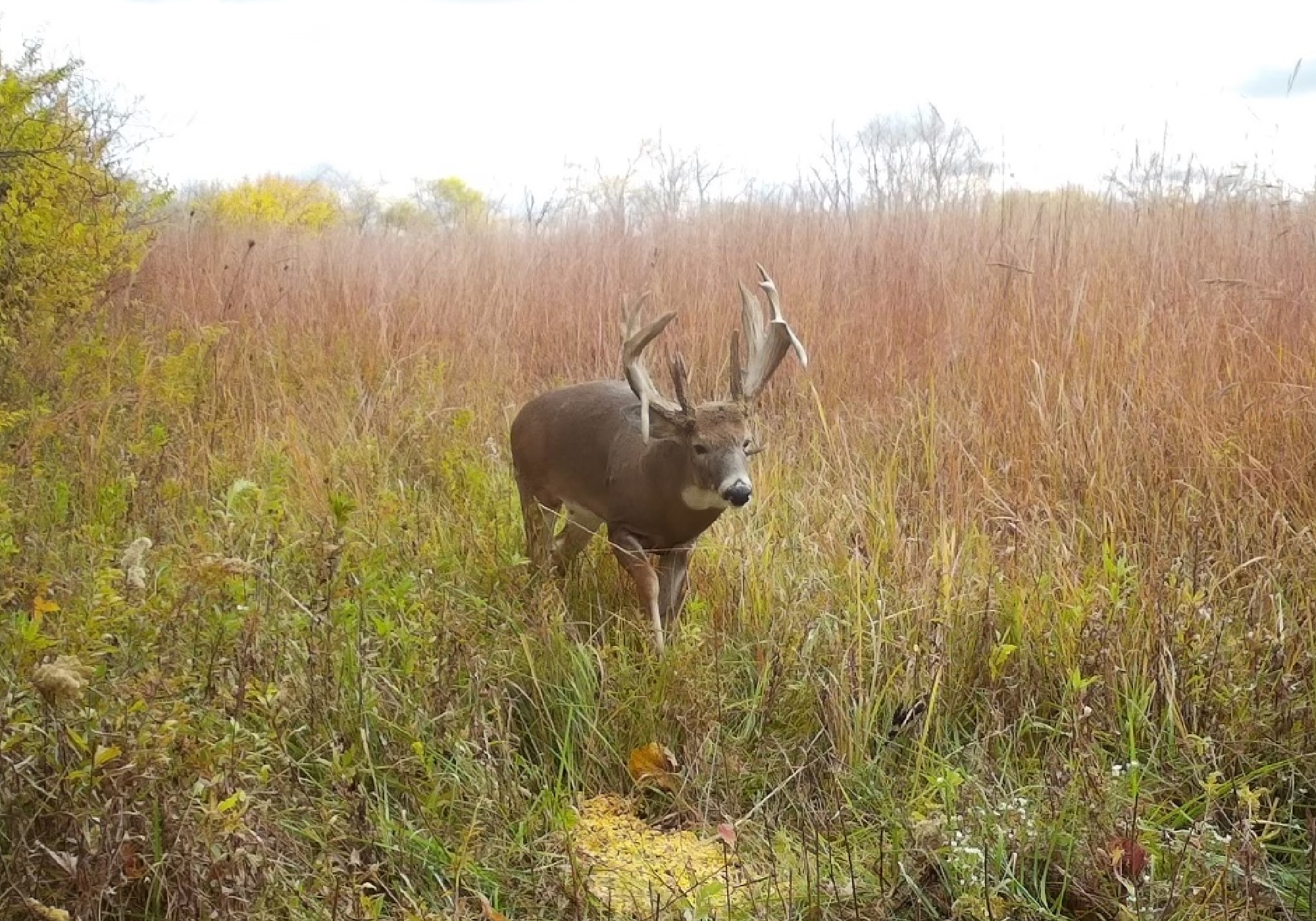 An Ohio hunter shot a buck with a 2-inch antler growing out of his eye