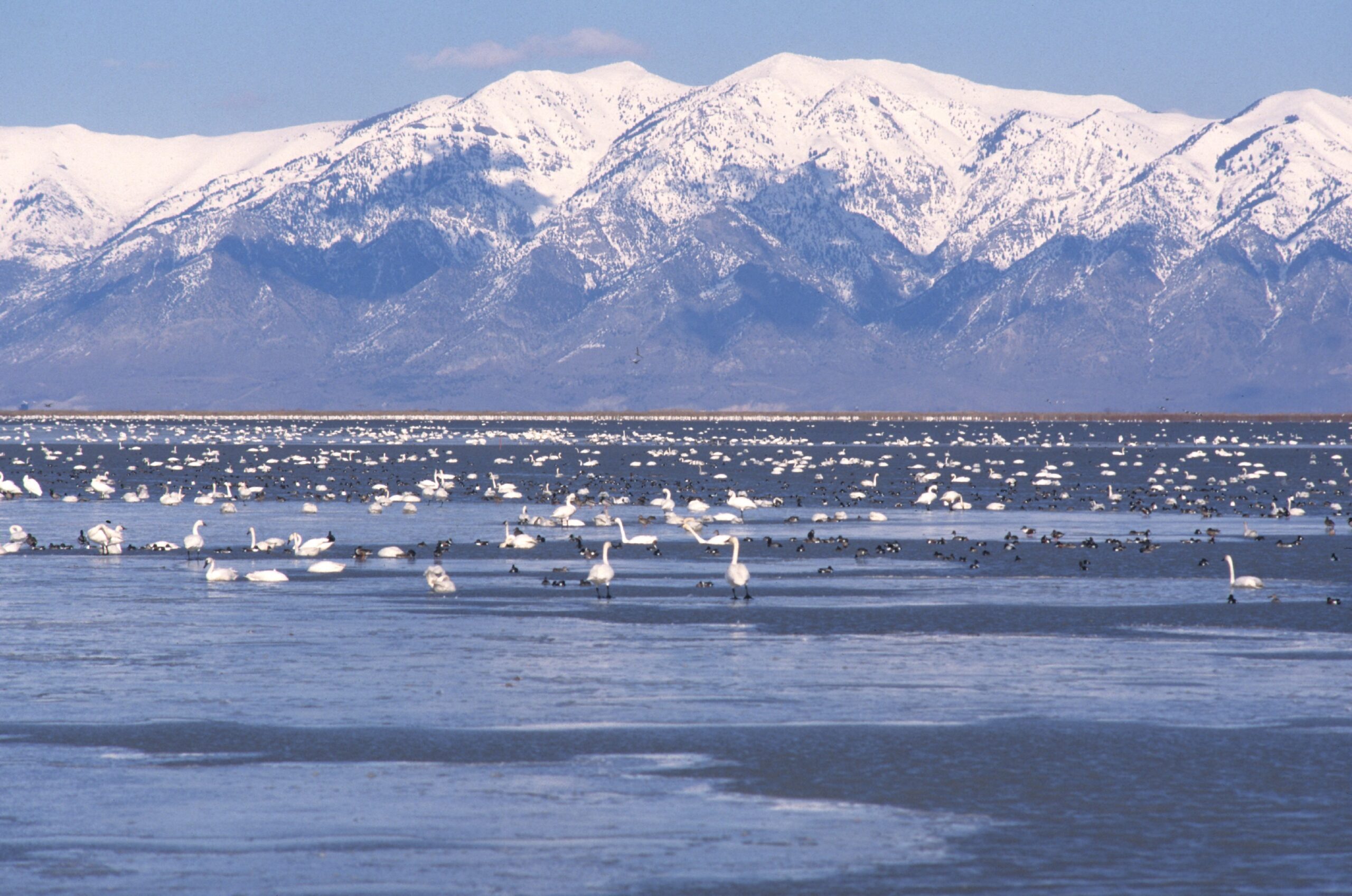 Waterfowl on the Great Salt Lake with the Wasatch Mountains in the background.