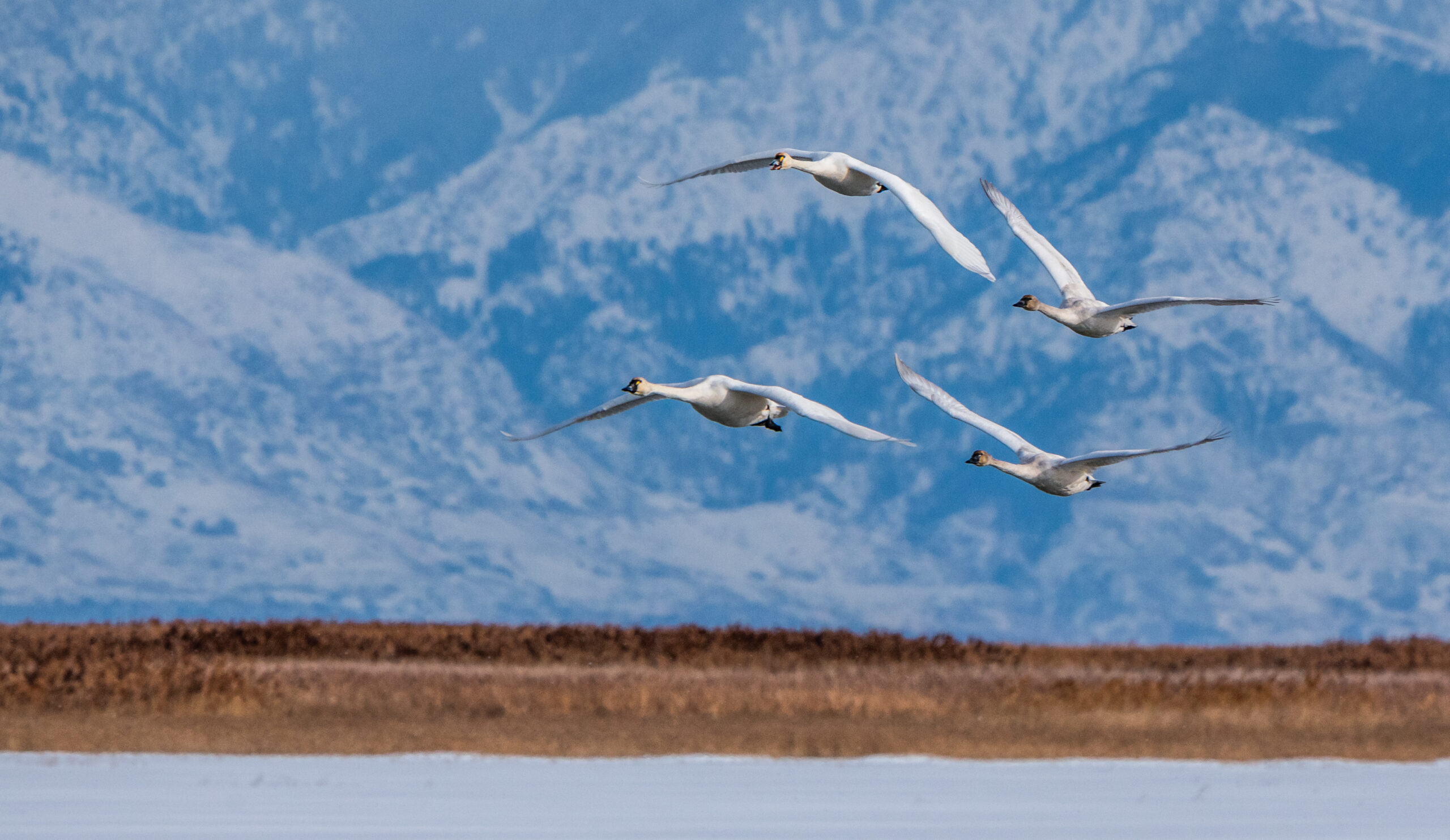 Tundra swans on the great salt lake.