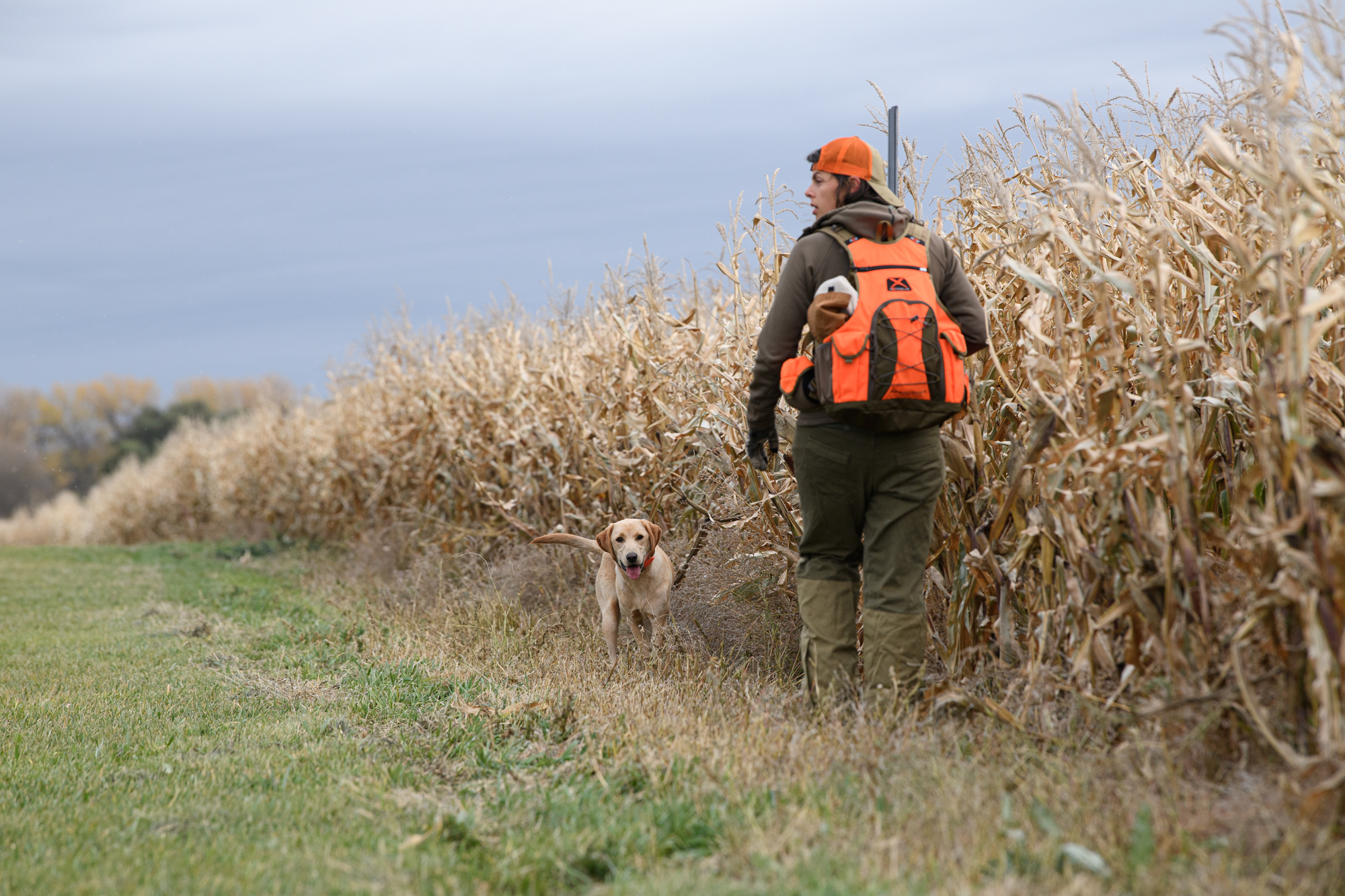 Pheasant hunting with a young bird dog.