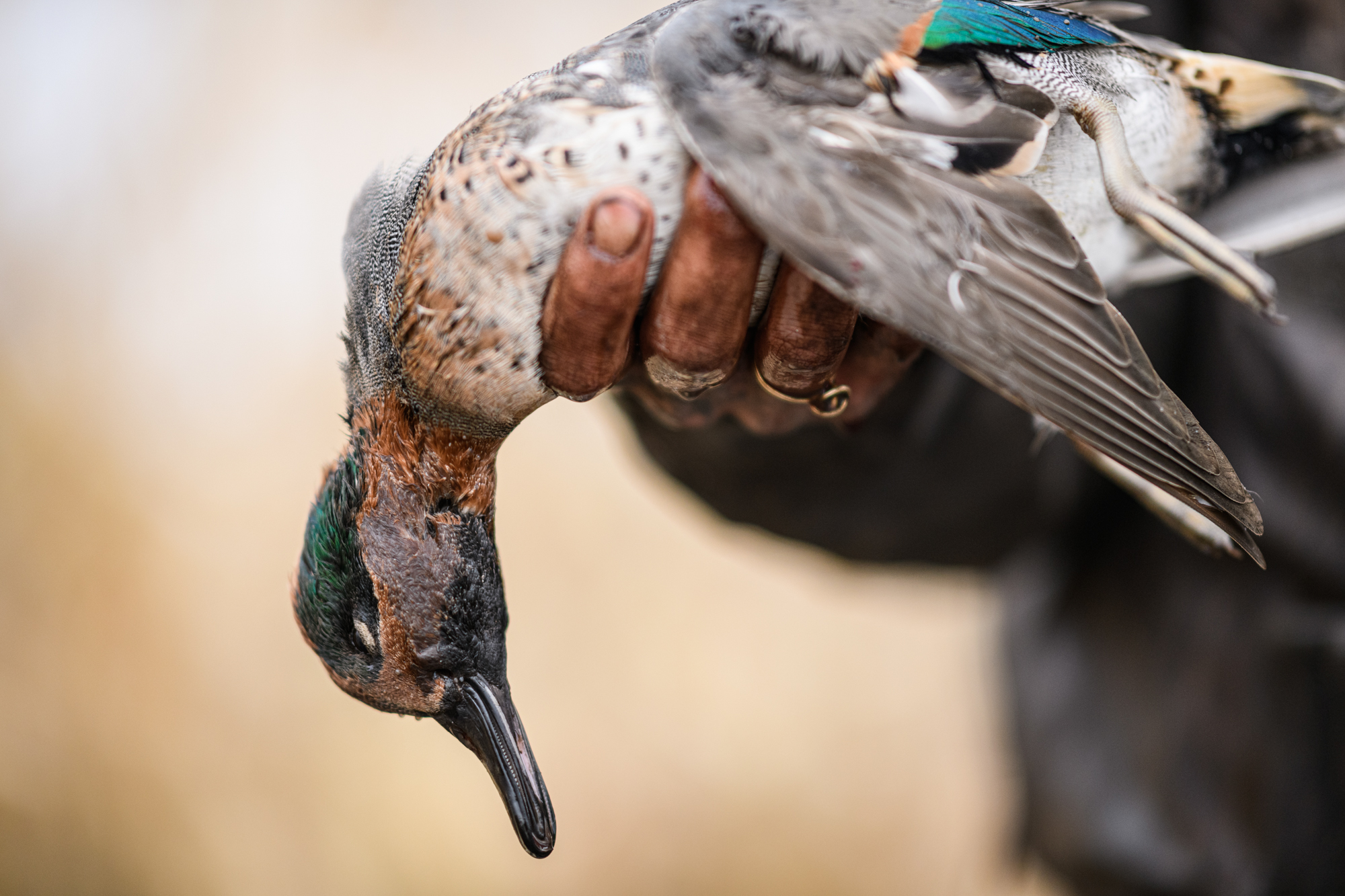 A nice drake teal being held in a muddy hand.