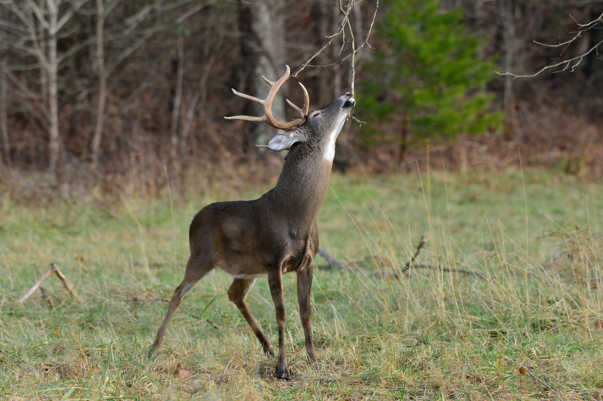 A buck licks a branch, which is one way deer can catch CWD.