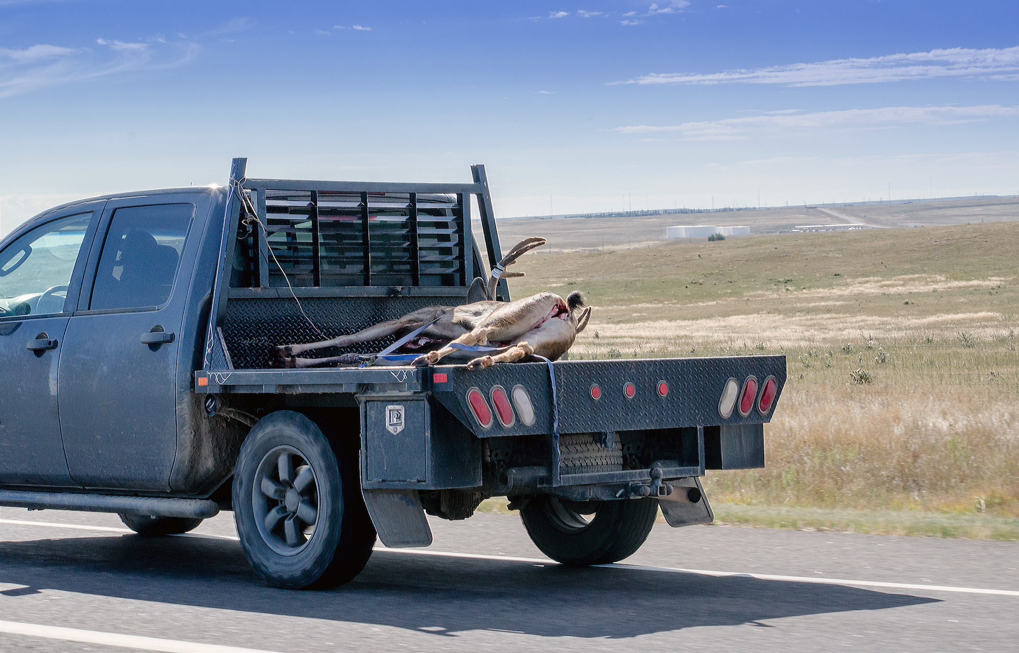 A buck on the back of a flatbed pickup truck.
