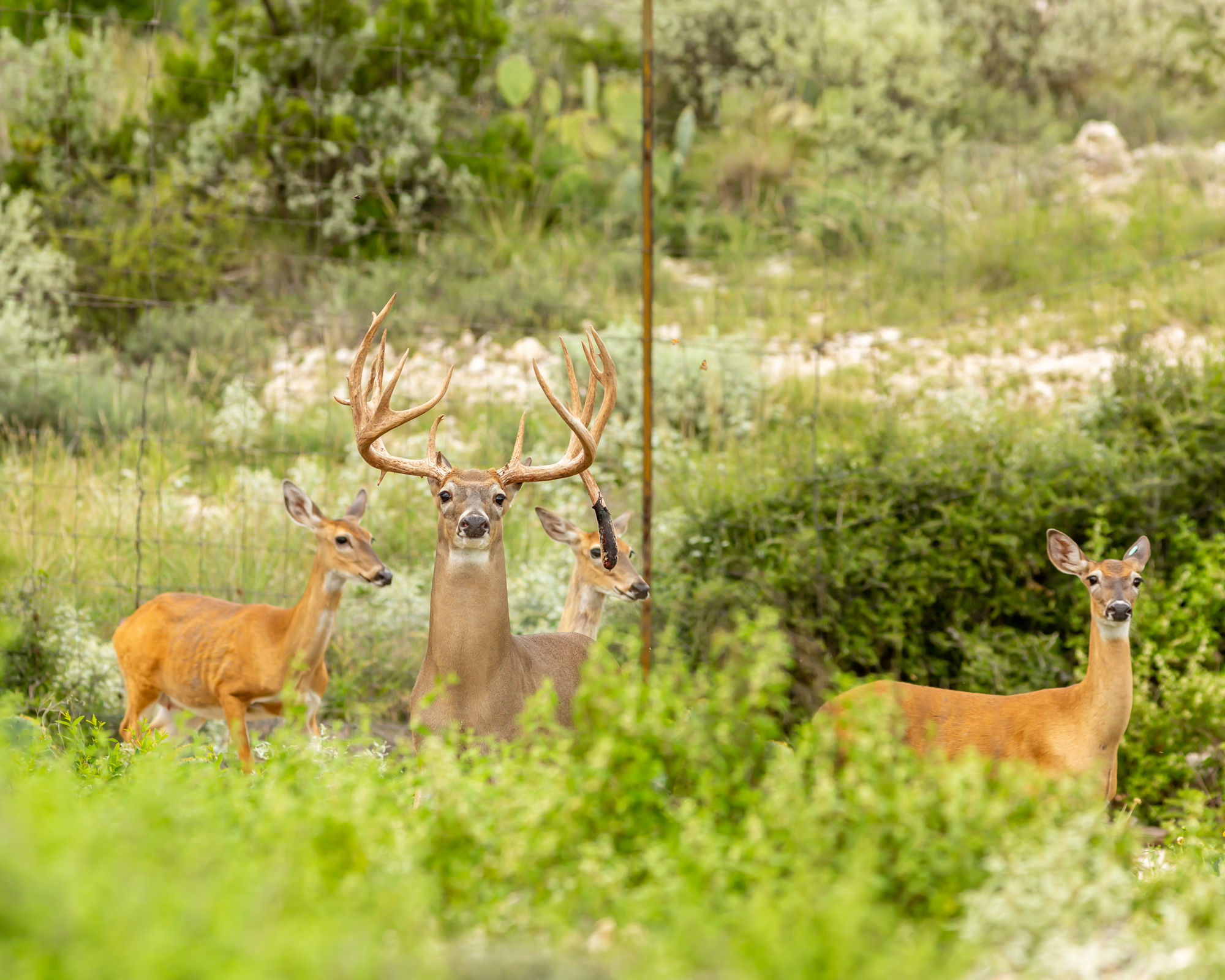 Captive deer pose threats to wild deer, but they may also hold some clues to CWD resistance.