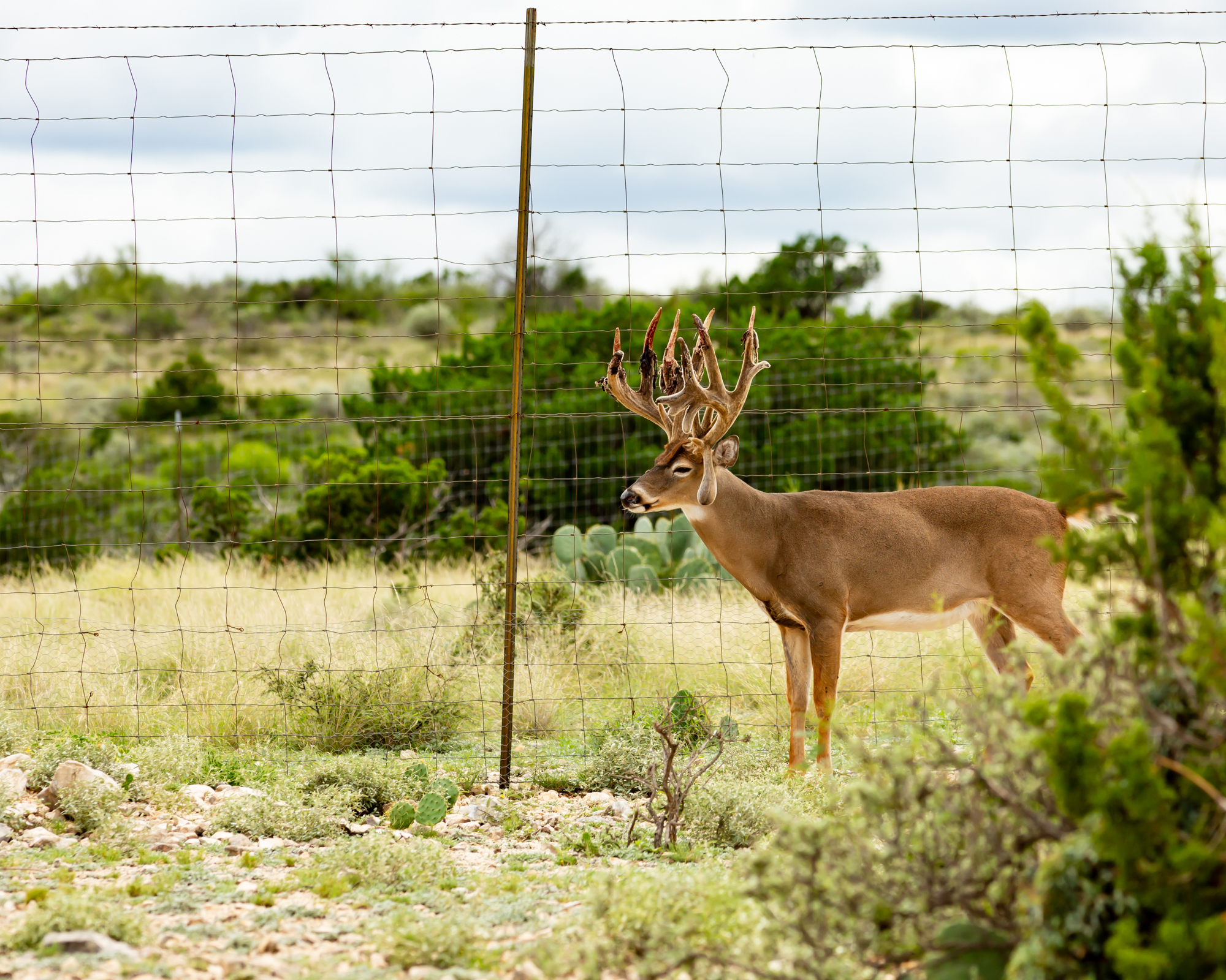 High fence deer could hold the key to CWD resistance.