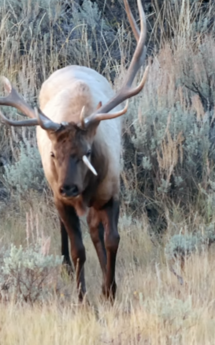 Utah Bull Elk Photographed with Broken Antler Sticking Out of Its Head