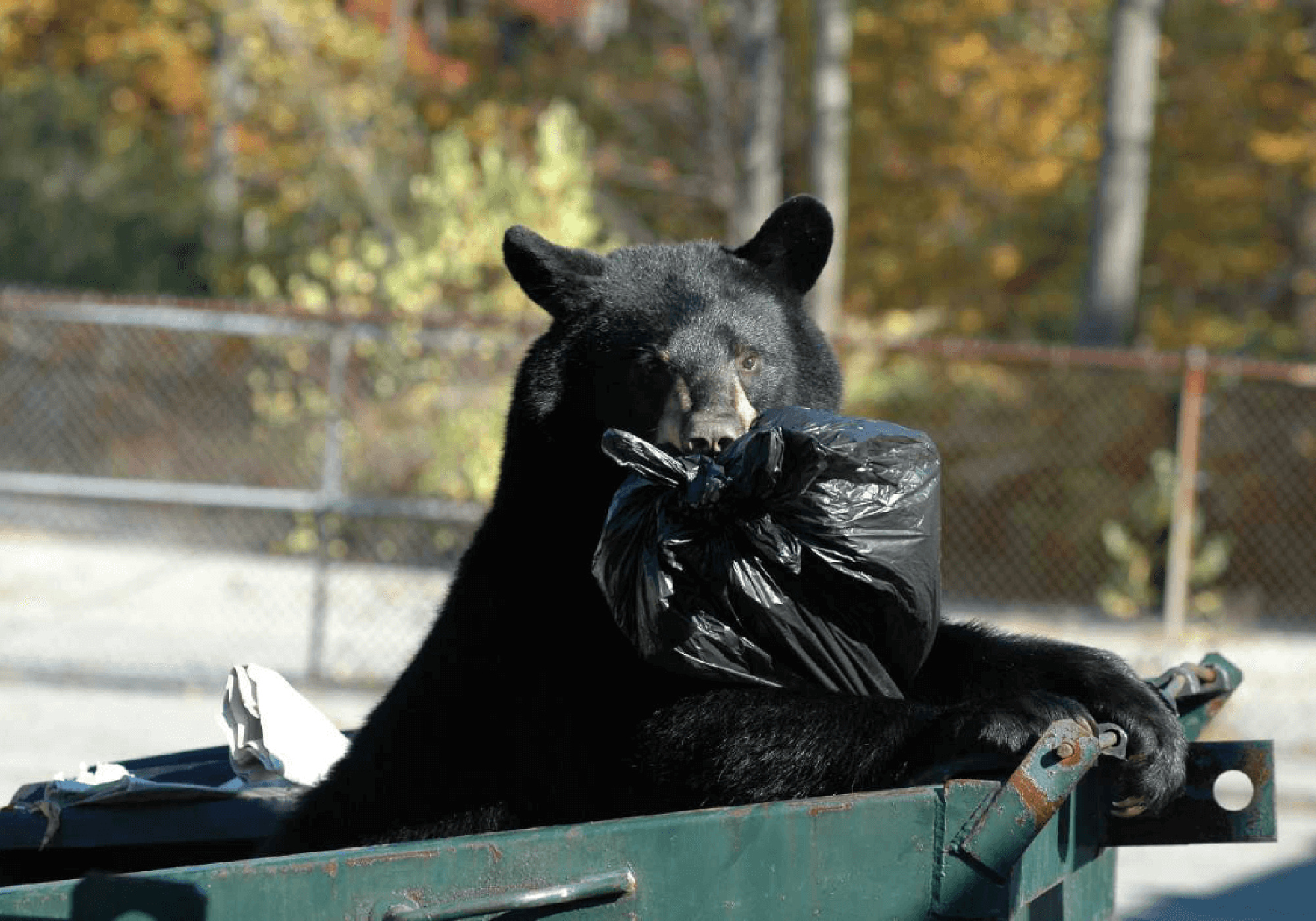 New Jersey voted to pass a black bear hunt