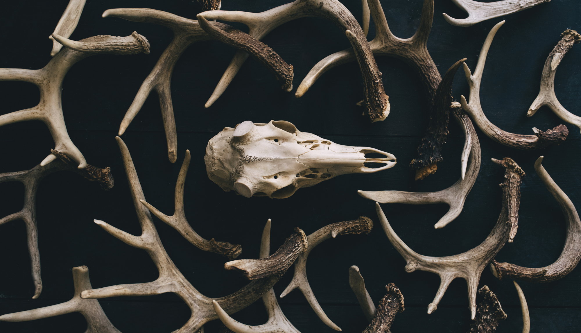 Thieves are sawing antlers off skulls and selling them to shed buyers.