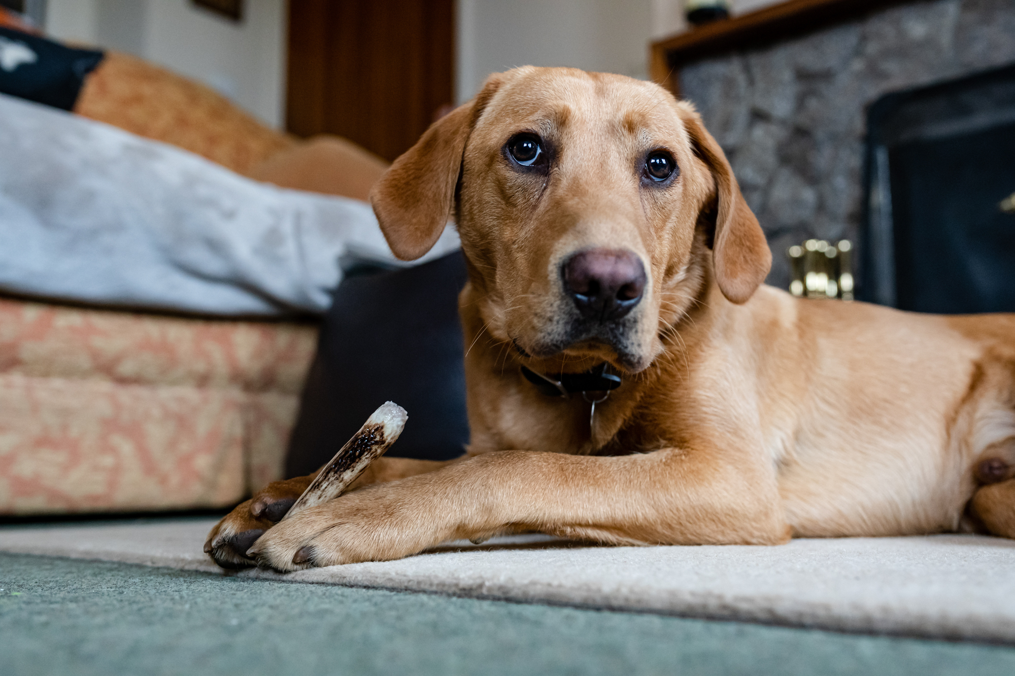 A Labrador chews on a piece of a chocolate covered antler.