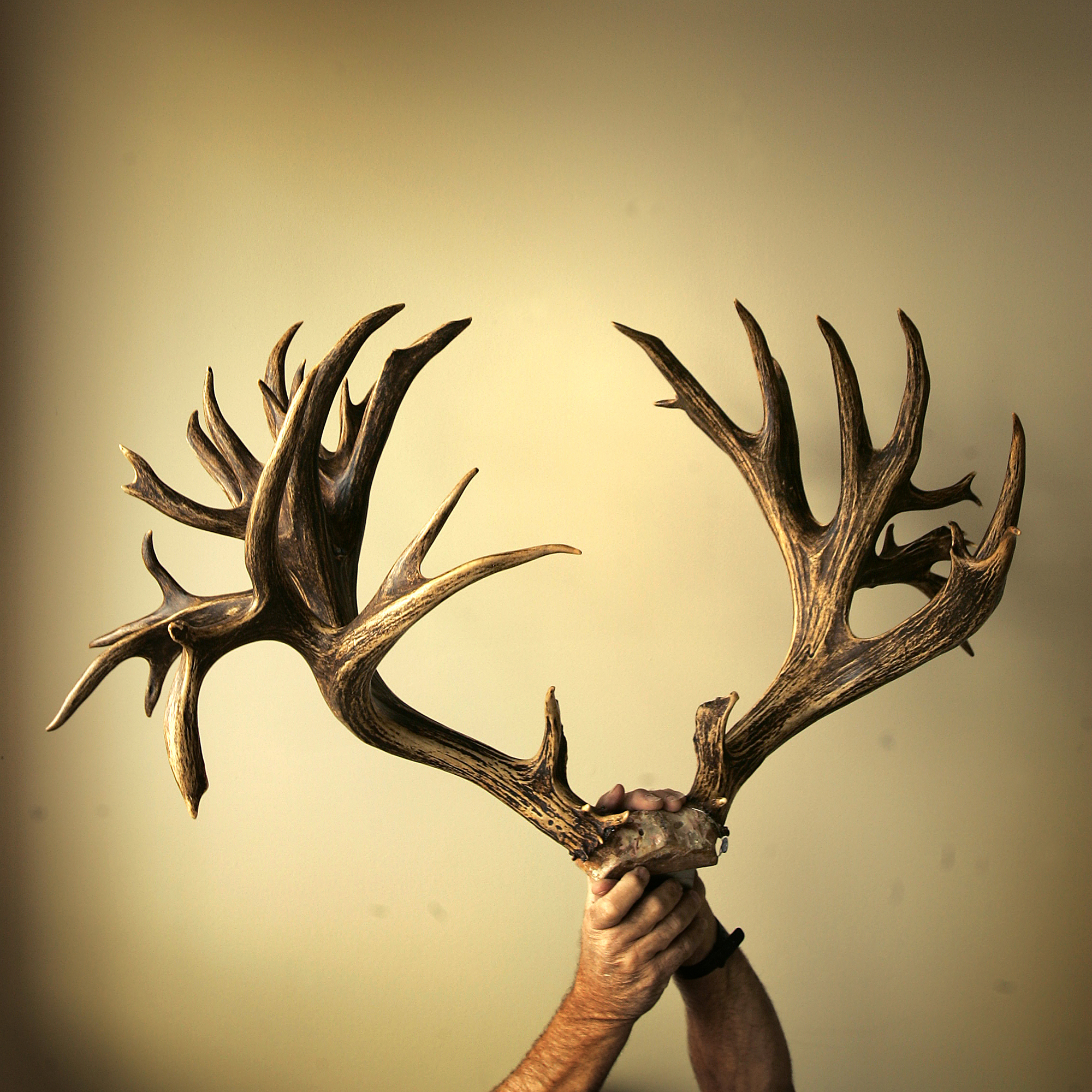The broder buck antlers were bought at auction by an antler broker.