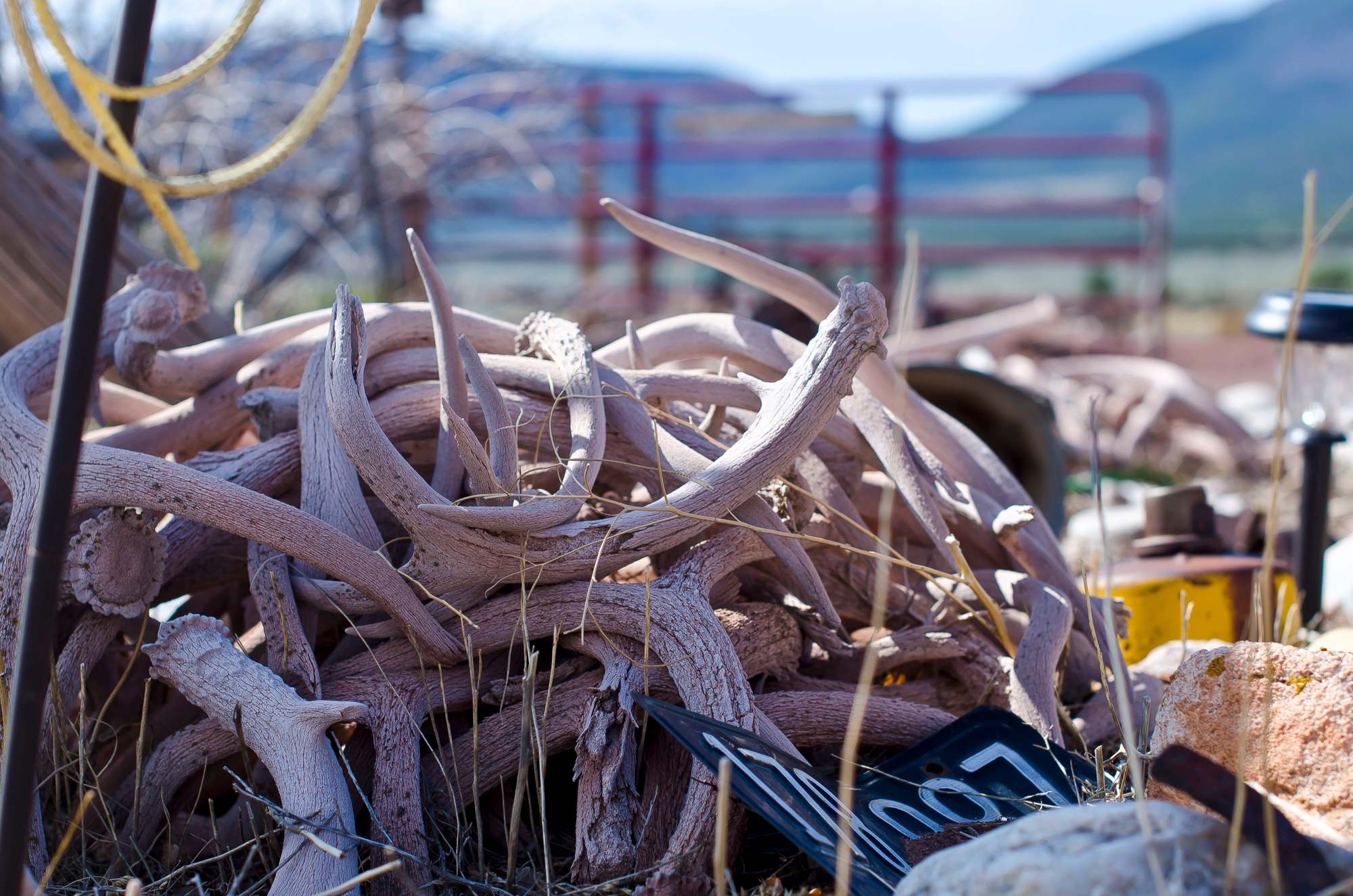 A pile of old shed antlers in Utah.