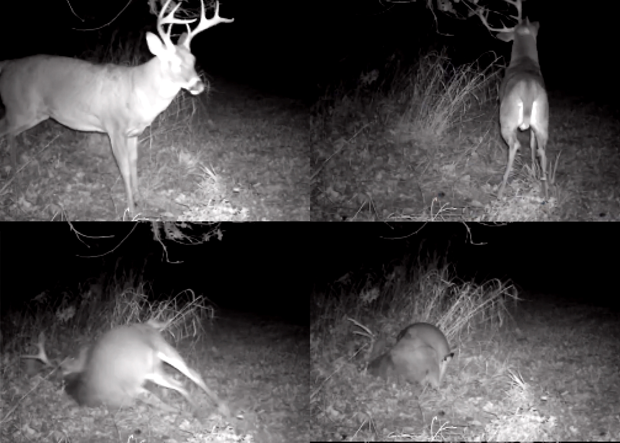 Video: Did This Buck Have a Seizure While Working a Scrape?