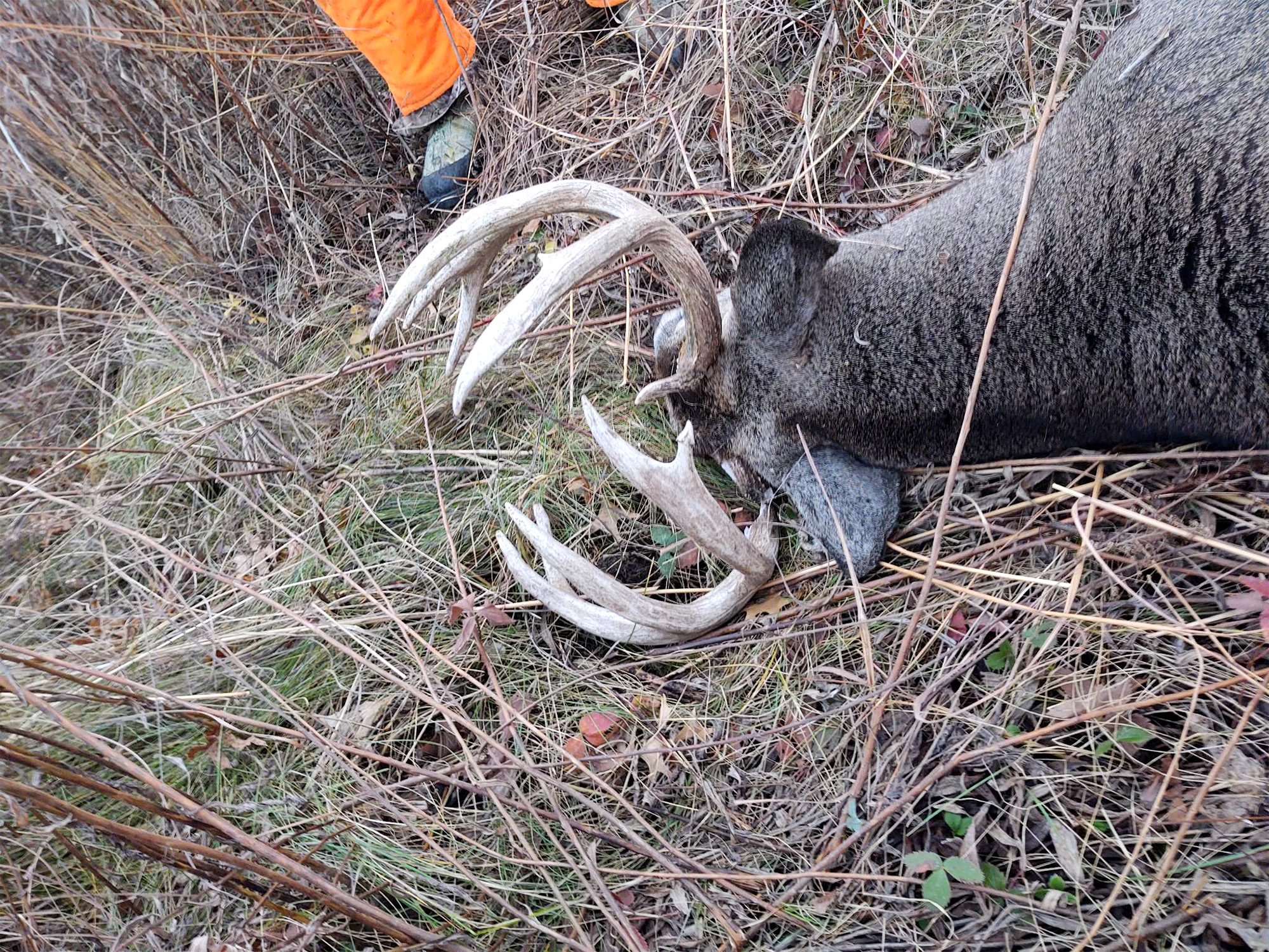 hunter kills buck shoots antler off