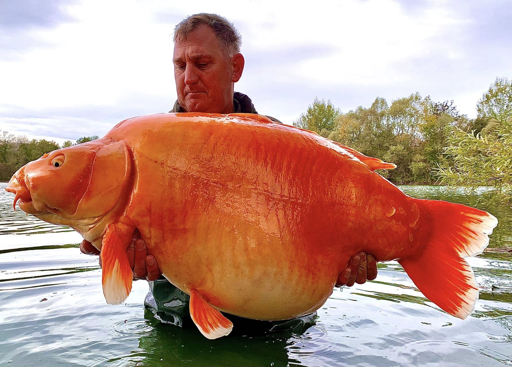 world's biggest goldfish? 1