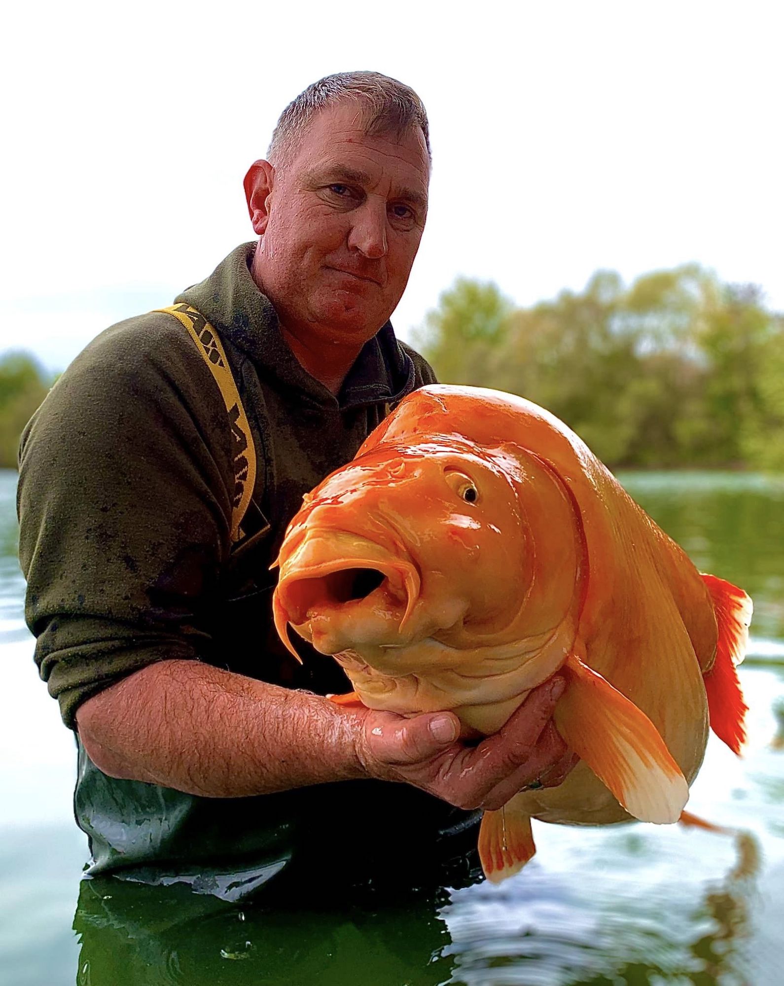 world's biggest goldfish? 2