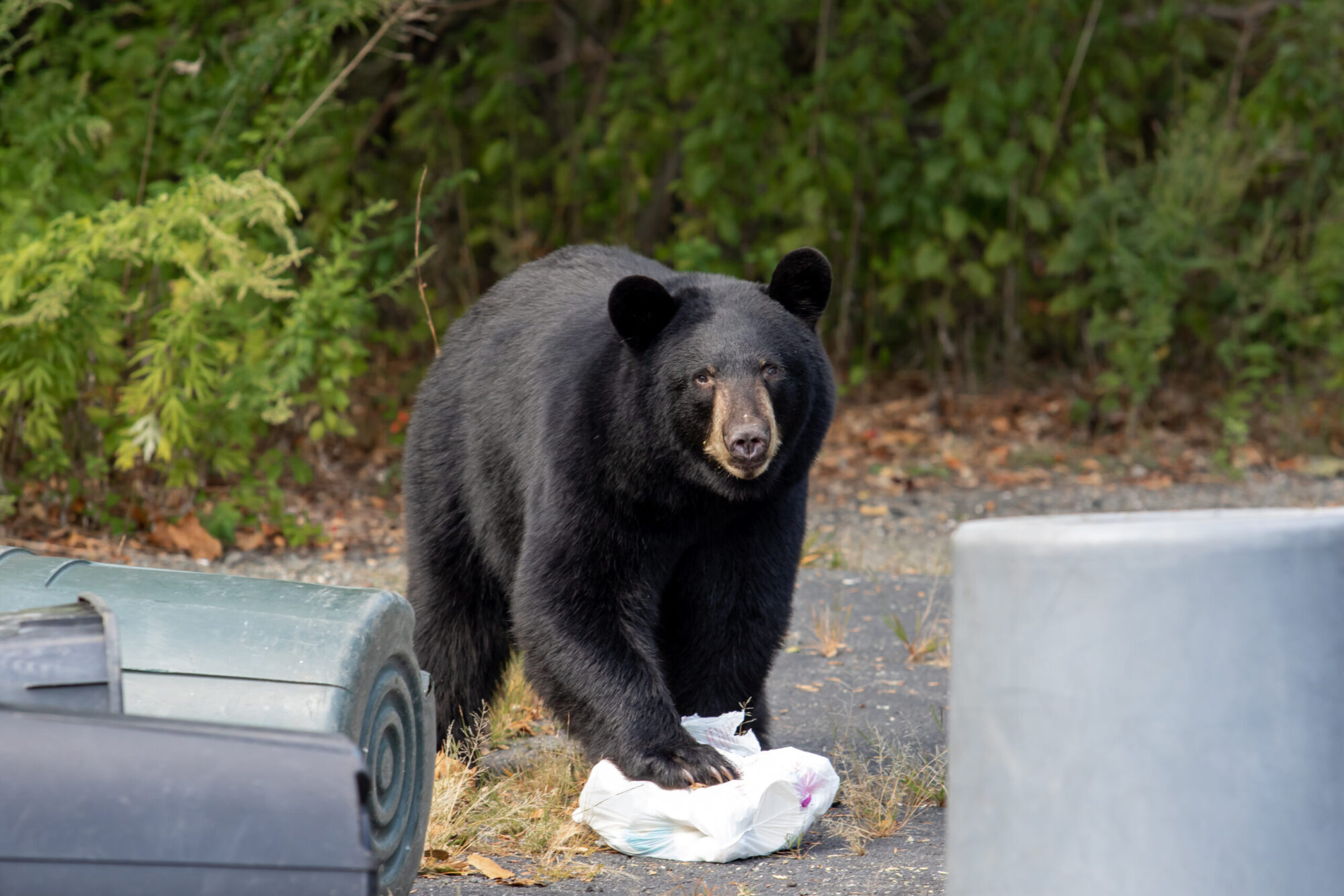 New Jersey black bear hunt gets halted