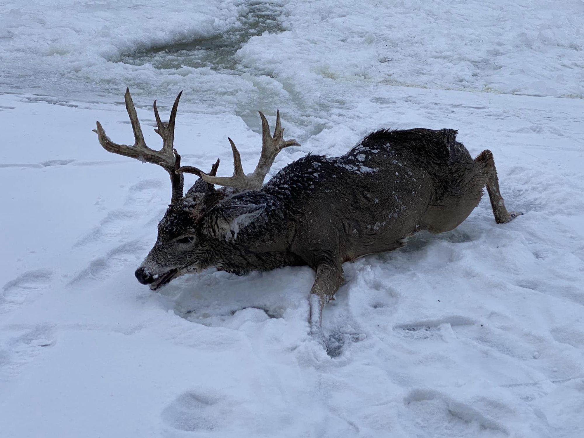 MN firefighters rescue buck from icy river 2