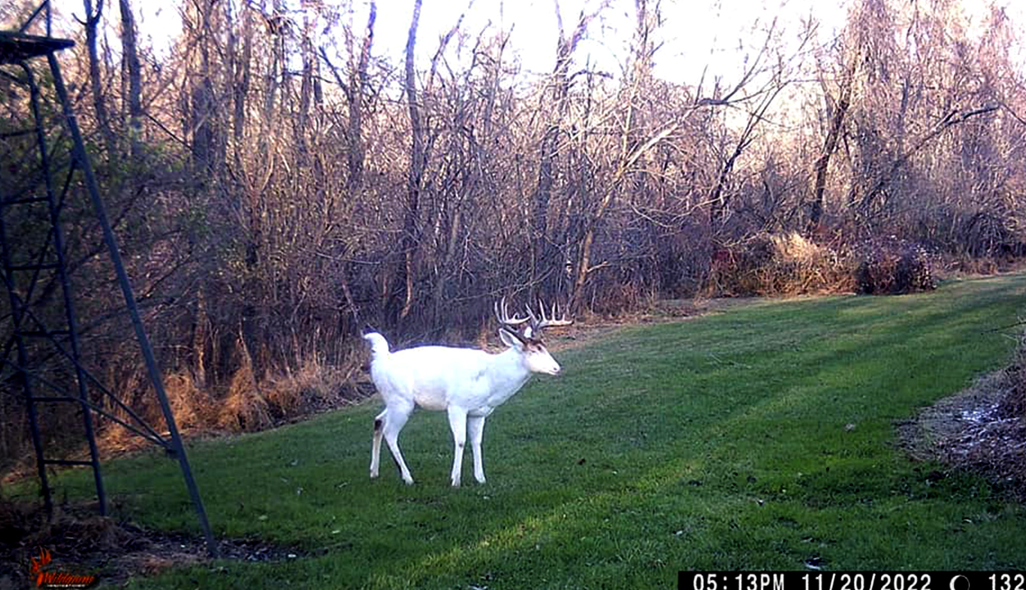 locals riled rare piebald buck poached in PA