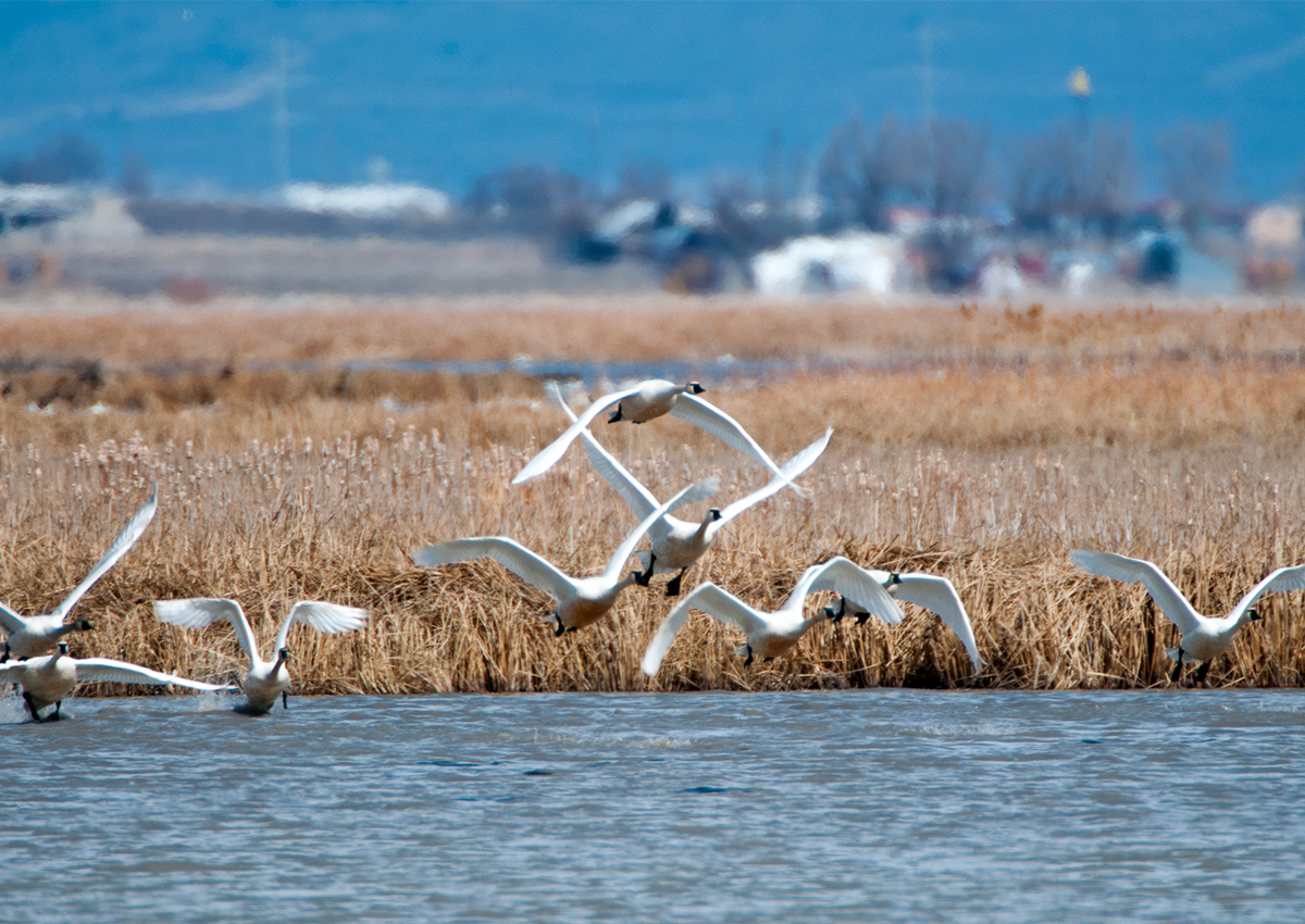 Swans fly over a body of water in Utah.