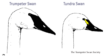Trumpeter and tundra swans are difficult to differentiate from a distance.