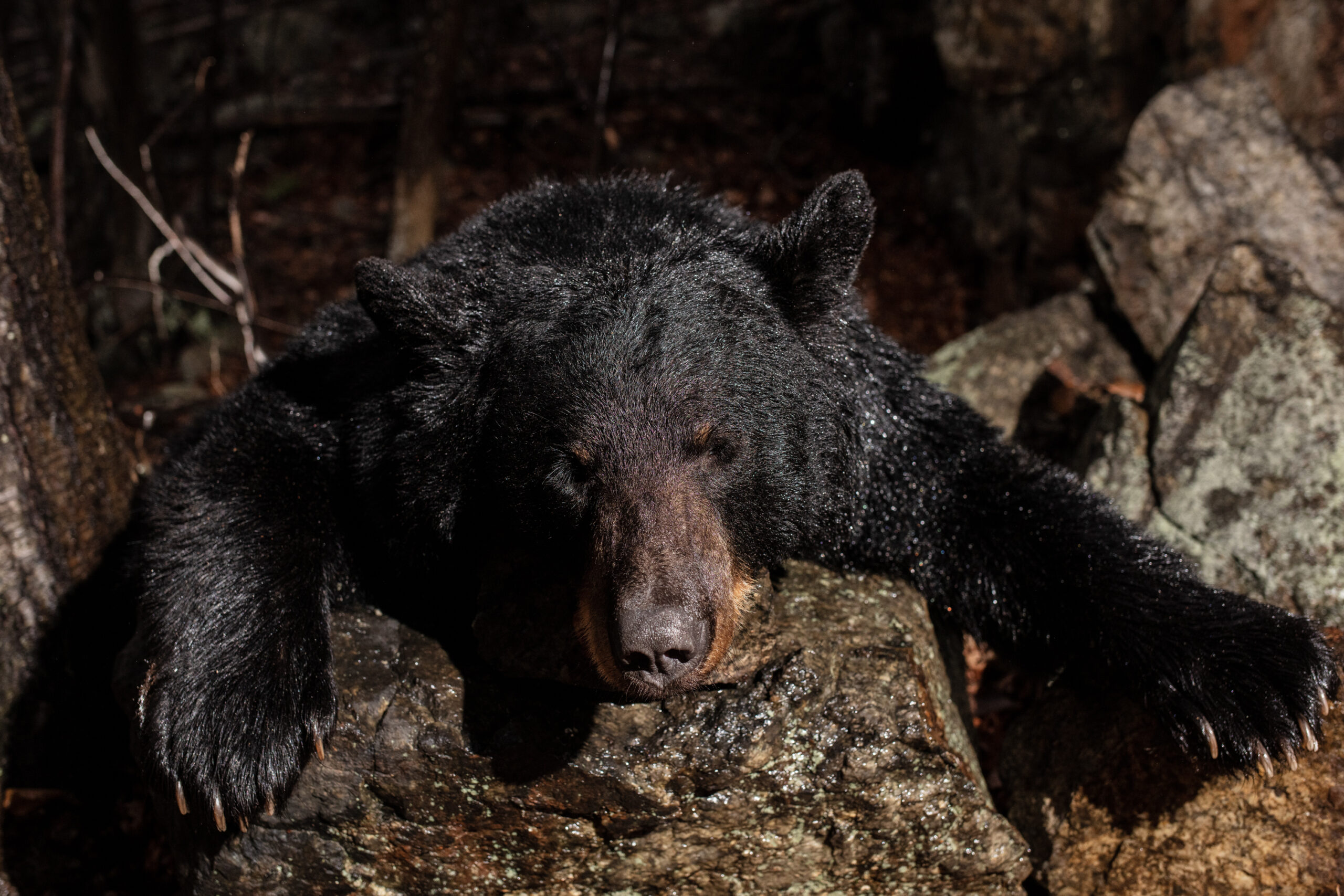 A 200-plus-pound sow black bear taken in New Jersey.