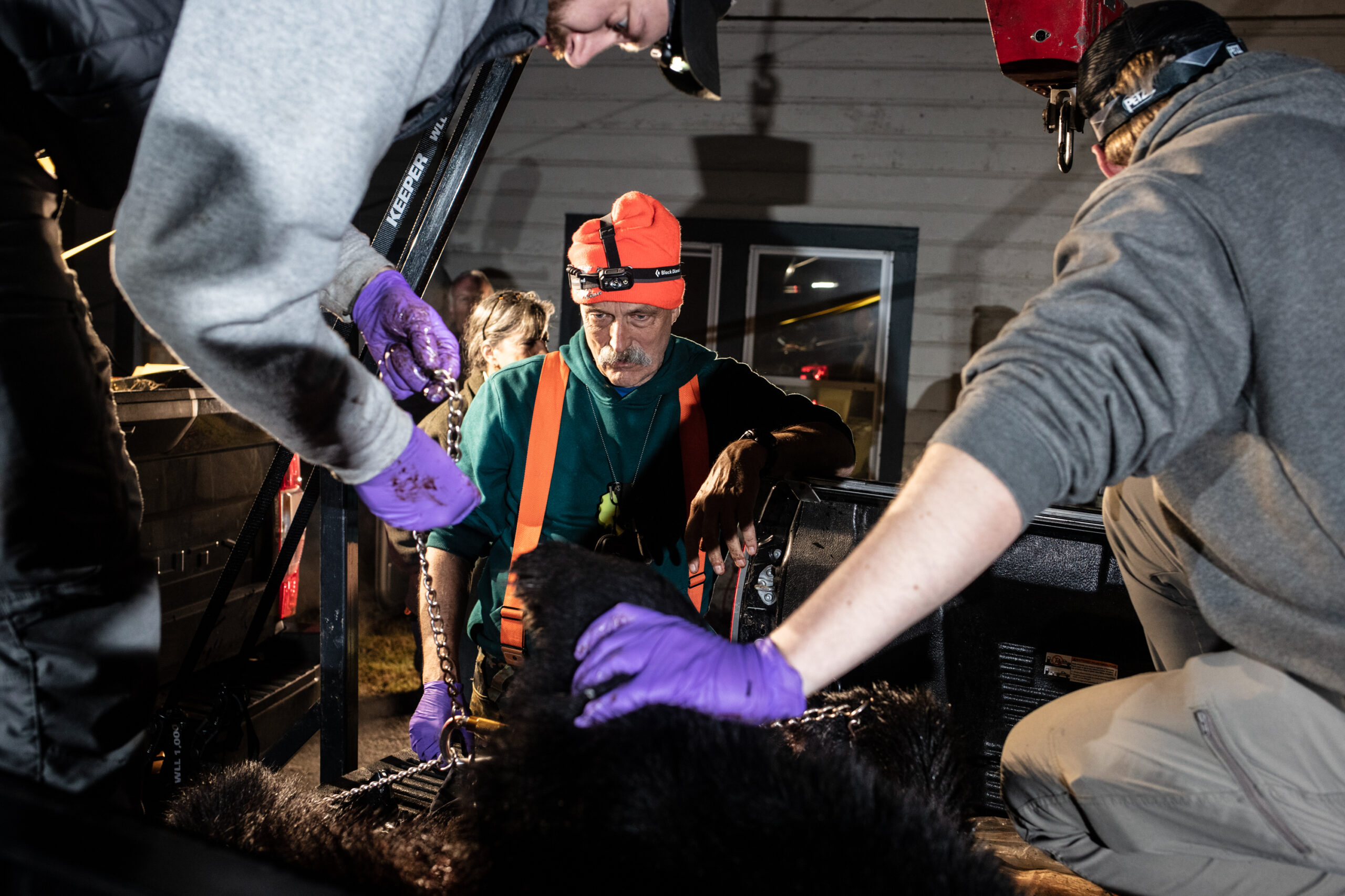 NJDEP workers collect biological samples from a New Jersey black bear.