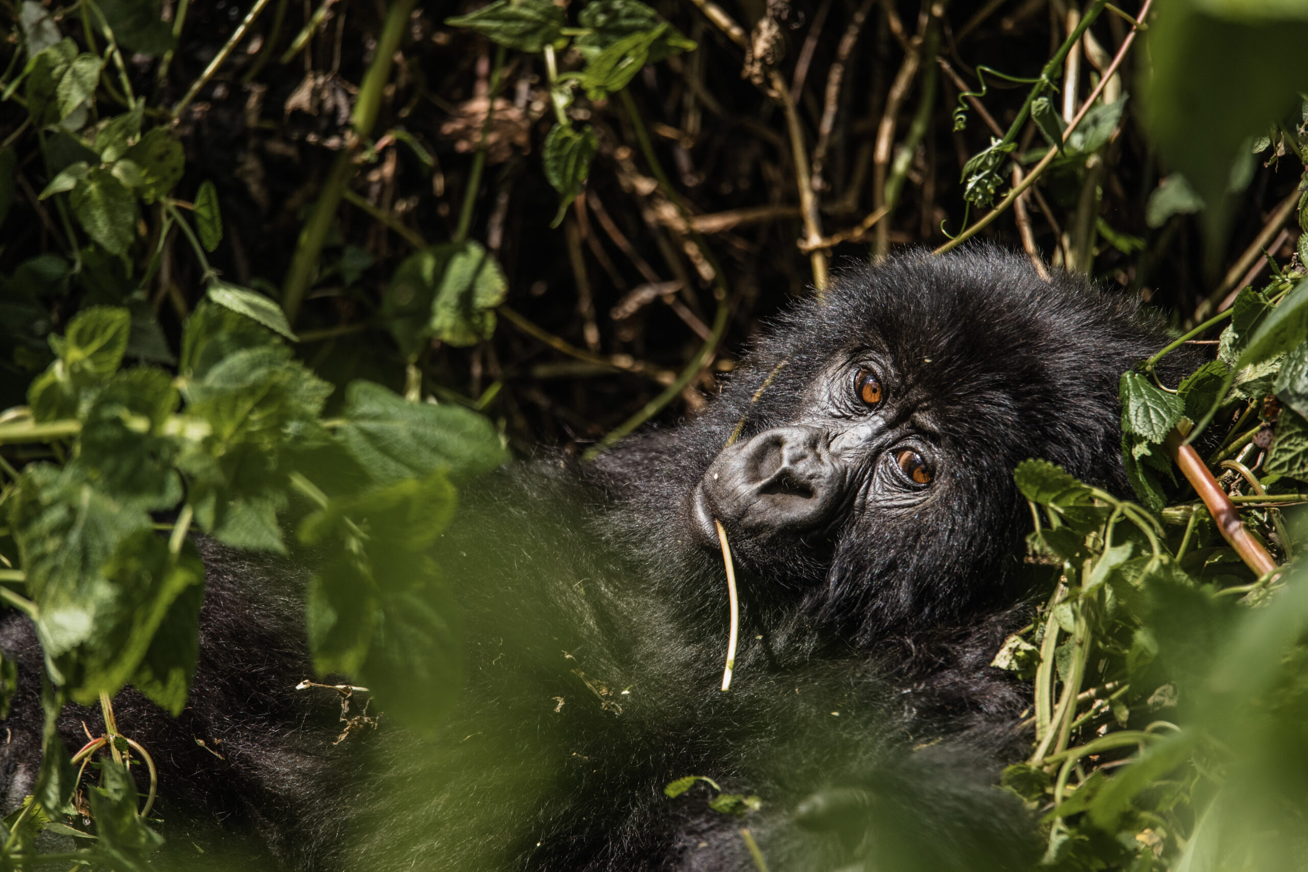 A Mountain Gorilla in Virunga National Park, a Key Biodiversity Area (Photo by Bobby Neptune for Re:wild)