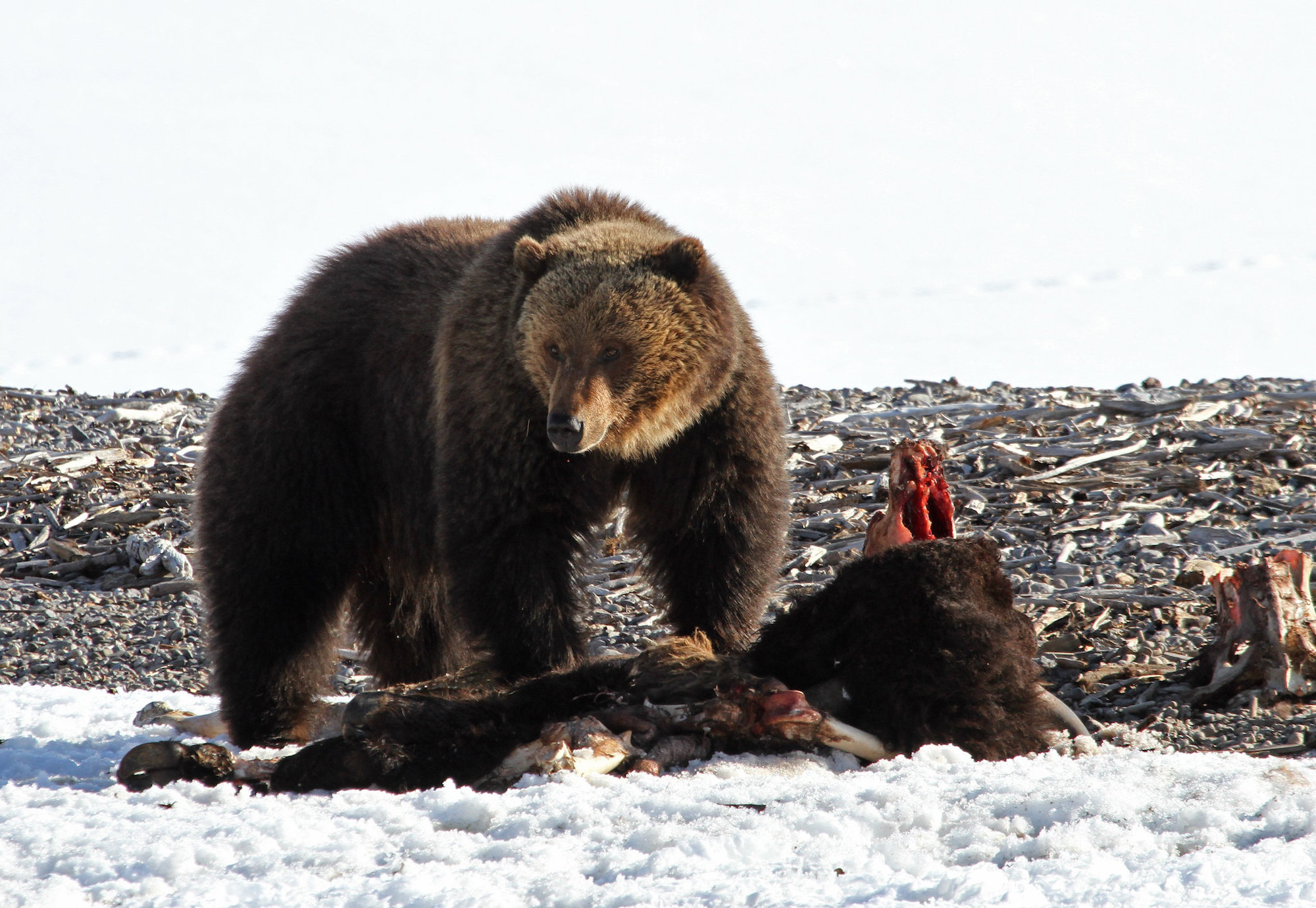grizzly bear reintroduction washington state 4