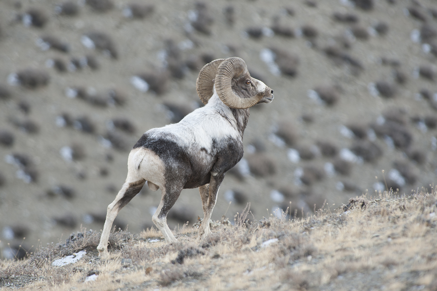 Altai argali, one of the three subspecies of argali sheep in Mongolia, are found in the westernmost part of the country.