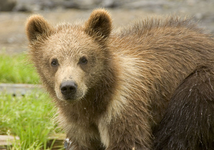 AK brown bear cub bird flu