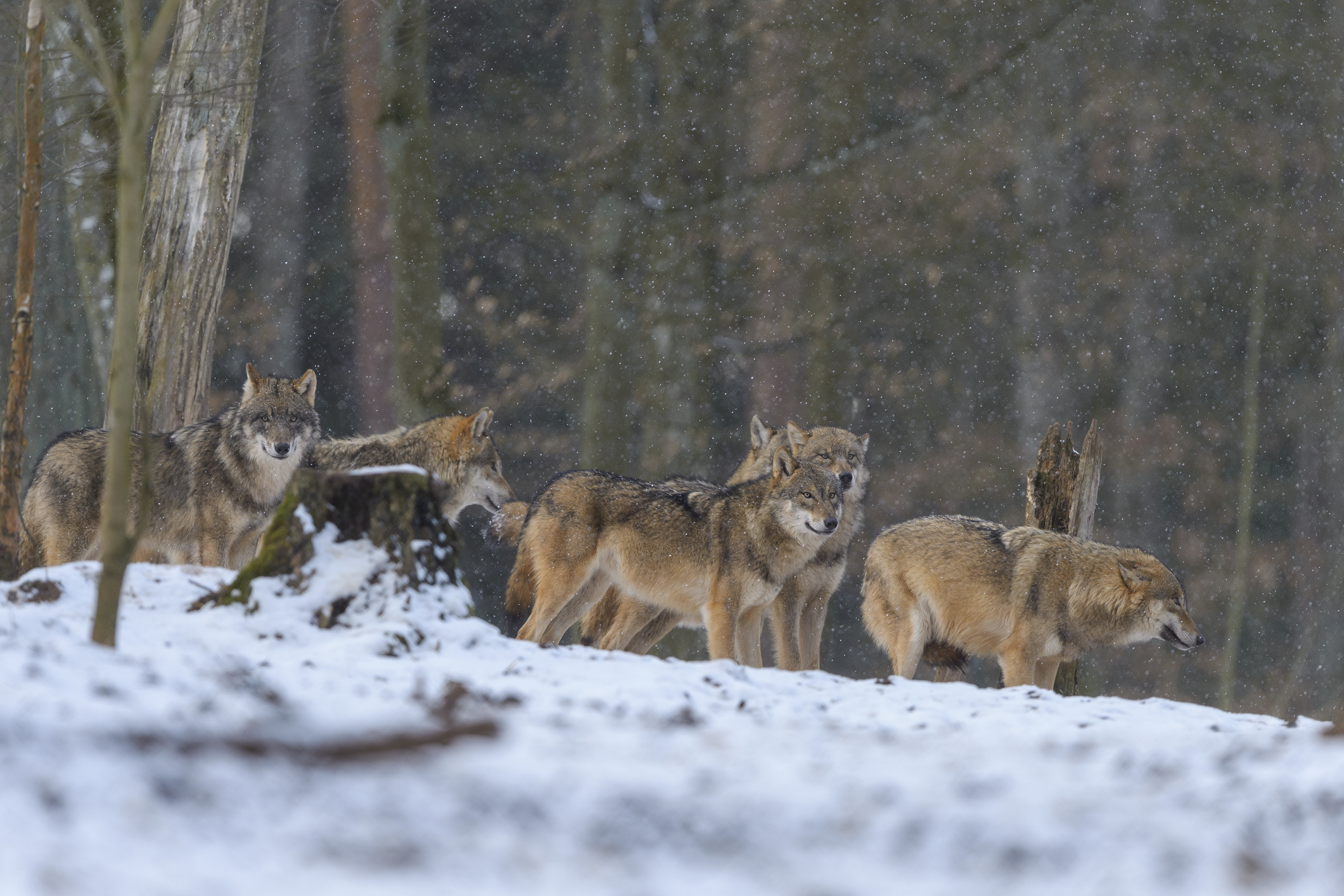 After EU President’s Pony Is Killed by a Wolf, Europe Considers Easing Protections for Wolves
