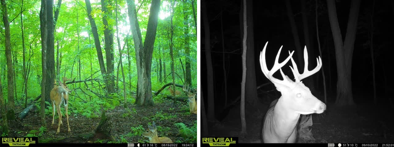 Two trail camera photos of a buck in velvet and that same buck later in the season.