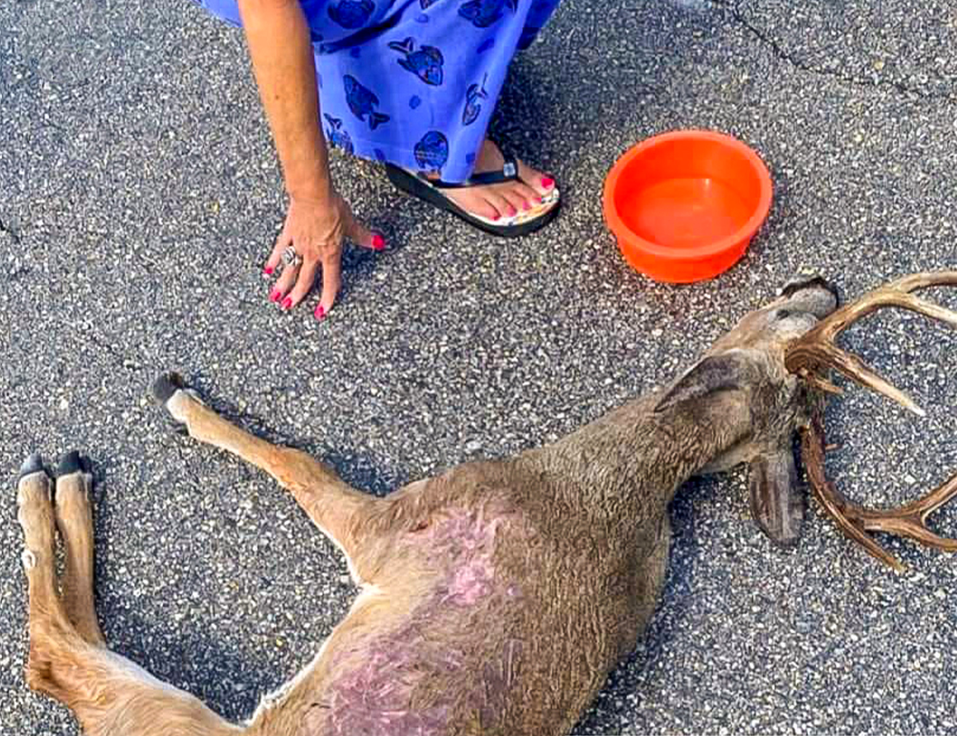 FL key deer suffering when shot