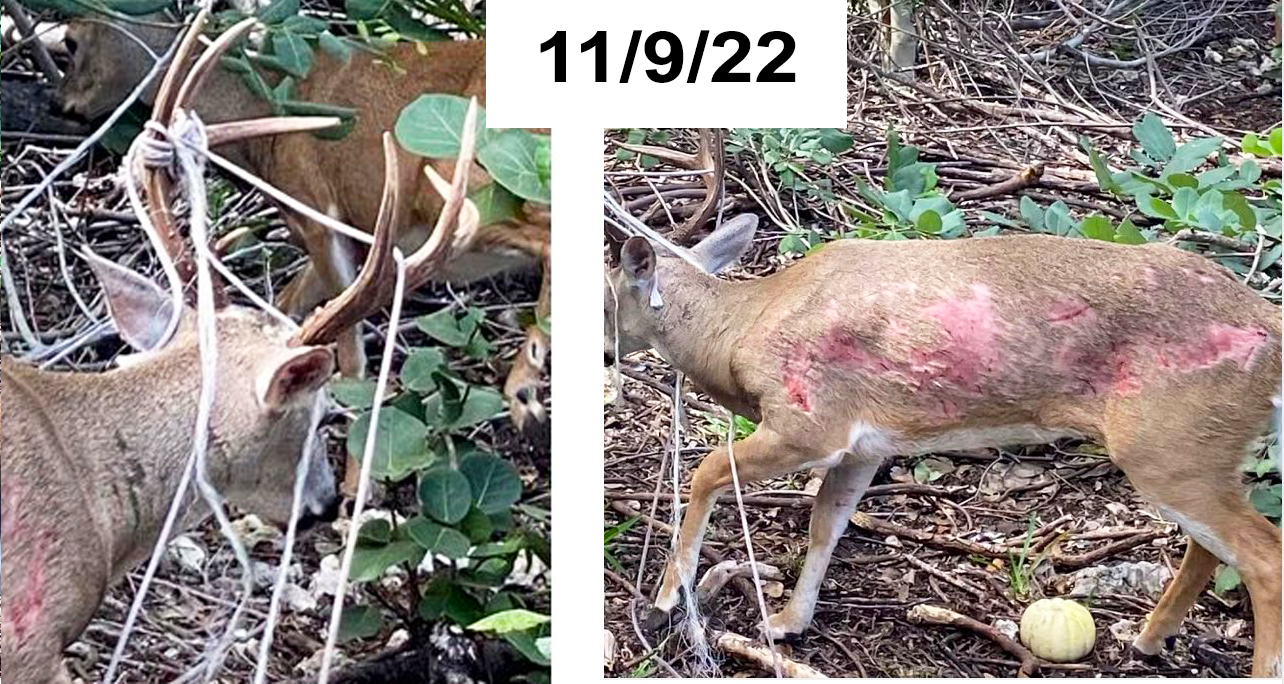 FL key deer suffering when shot 2