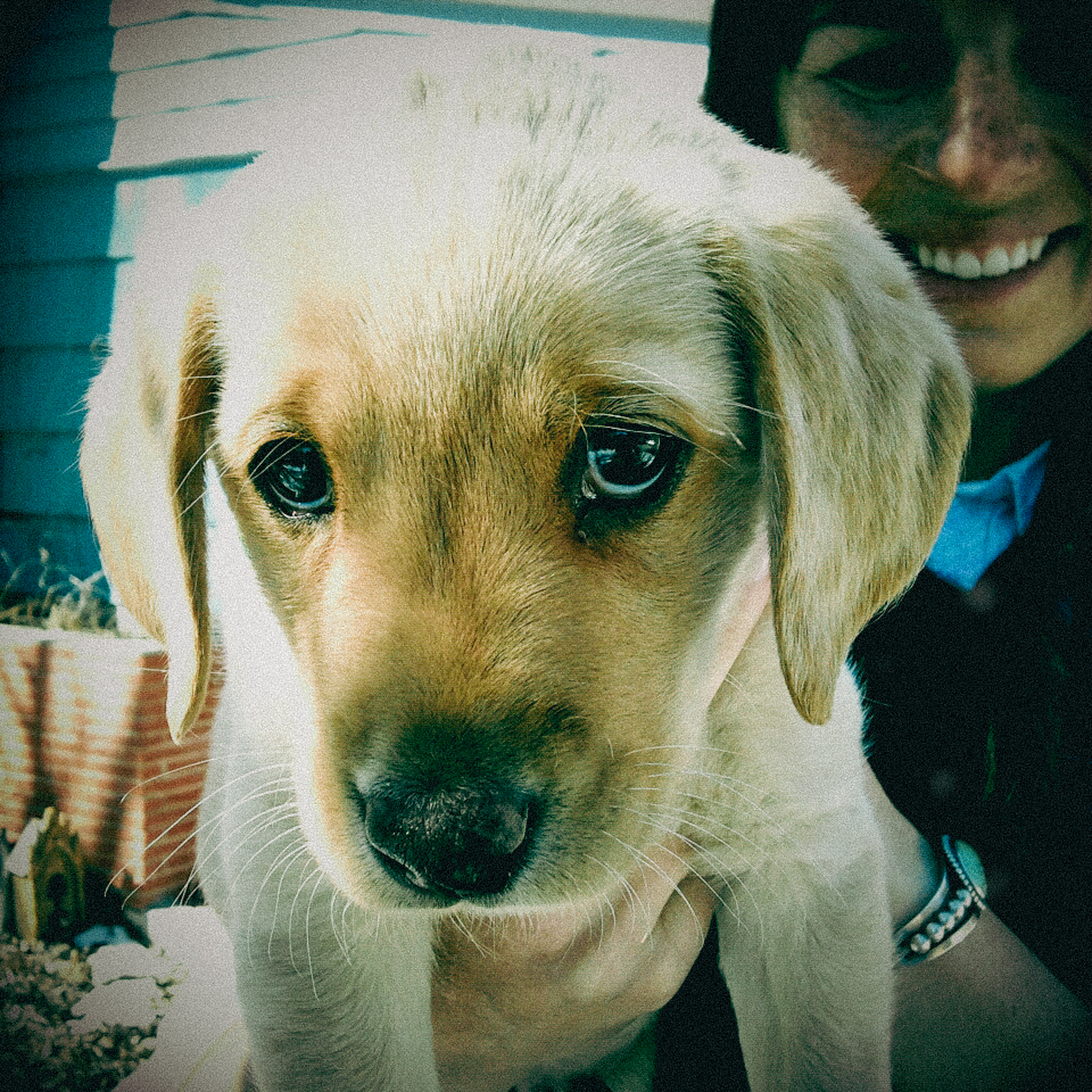 A woman holds a mischievous looking puppy.