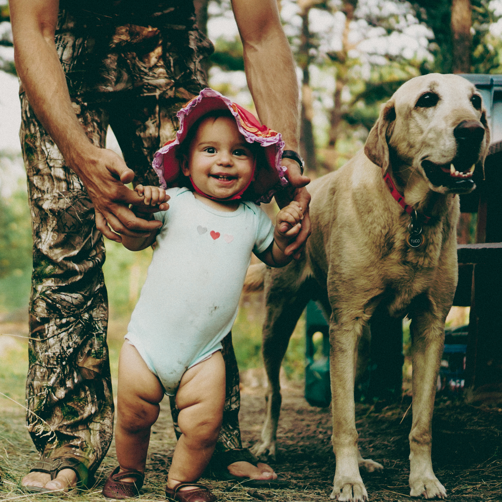 A toddler standing, with help, beside a yellow Lab.