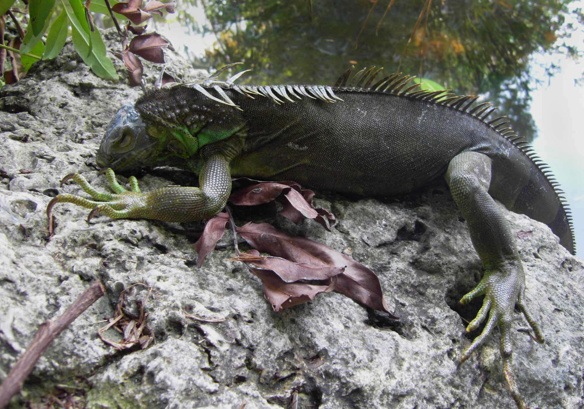 Cold weather iguanas fall from trees