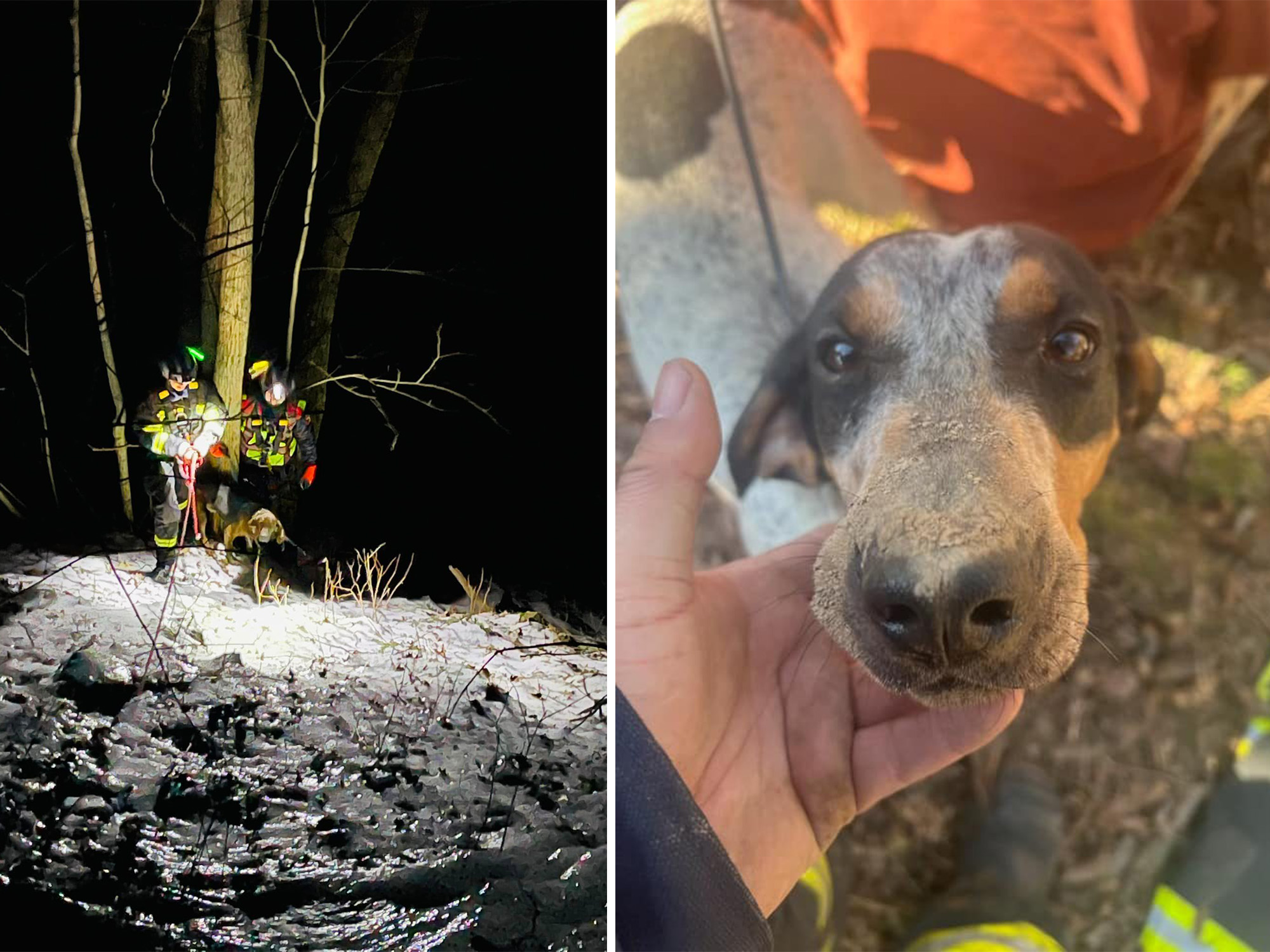 bear hounds rescued