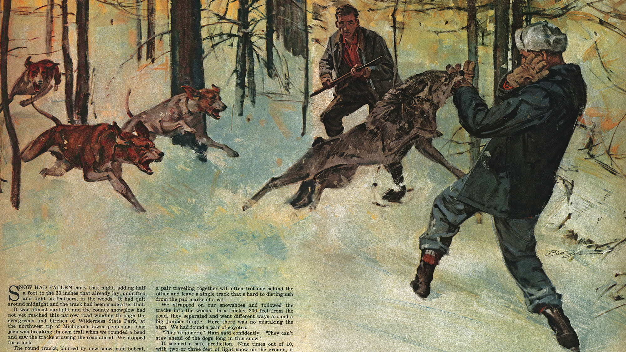 original magazine spread of a coyote attacking a hunter