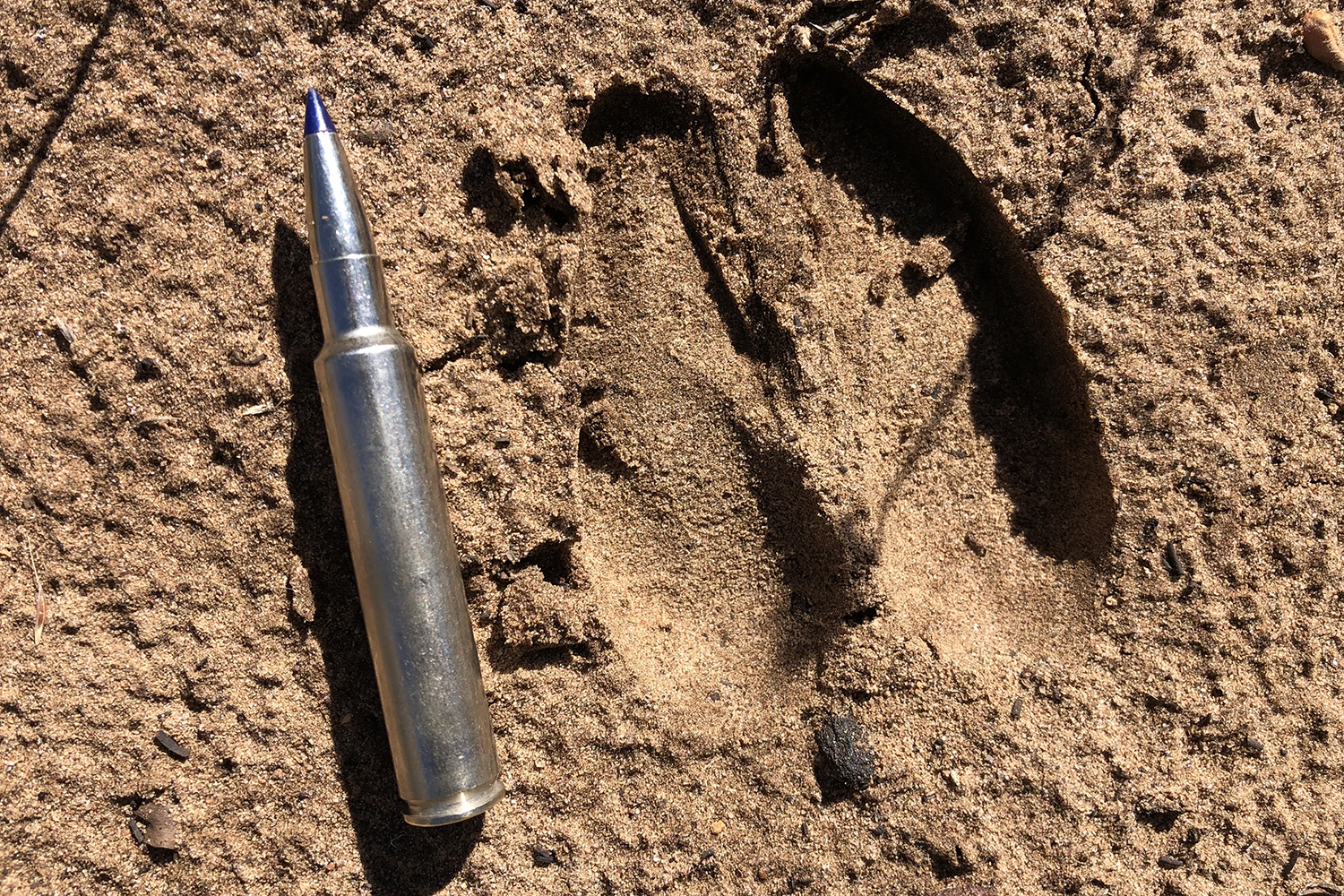 deer footprint and rifle cartridge