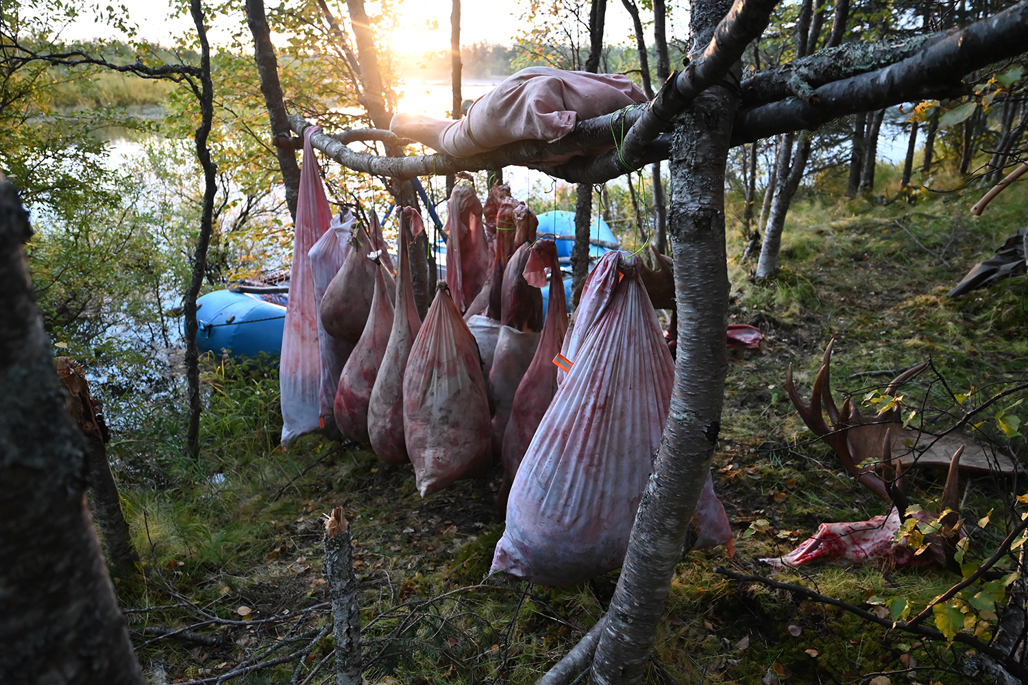 hanging bags of moose meat