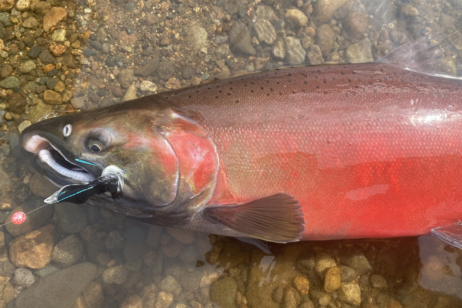 bright red salmon